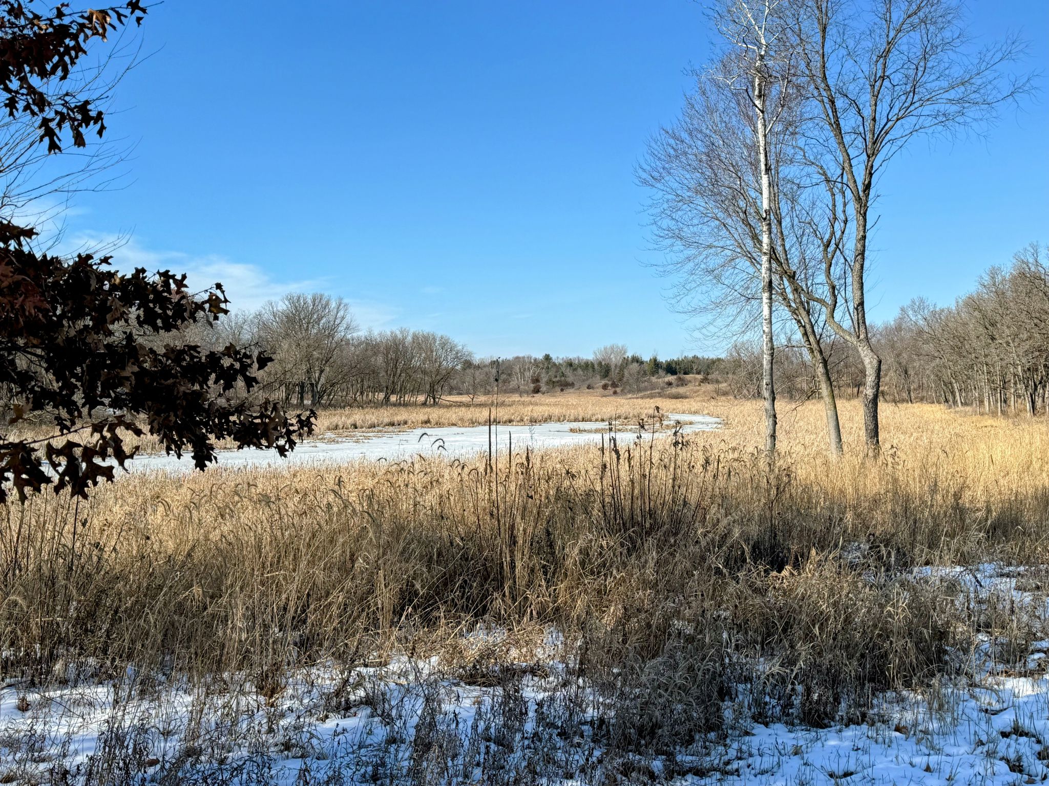 Winter landscape with a frozen pond, tall dry grass, and bare trees. - Eagle Point Lake – Lake Elmo Park Bike Path loop from Lake Elmo Park Reserve