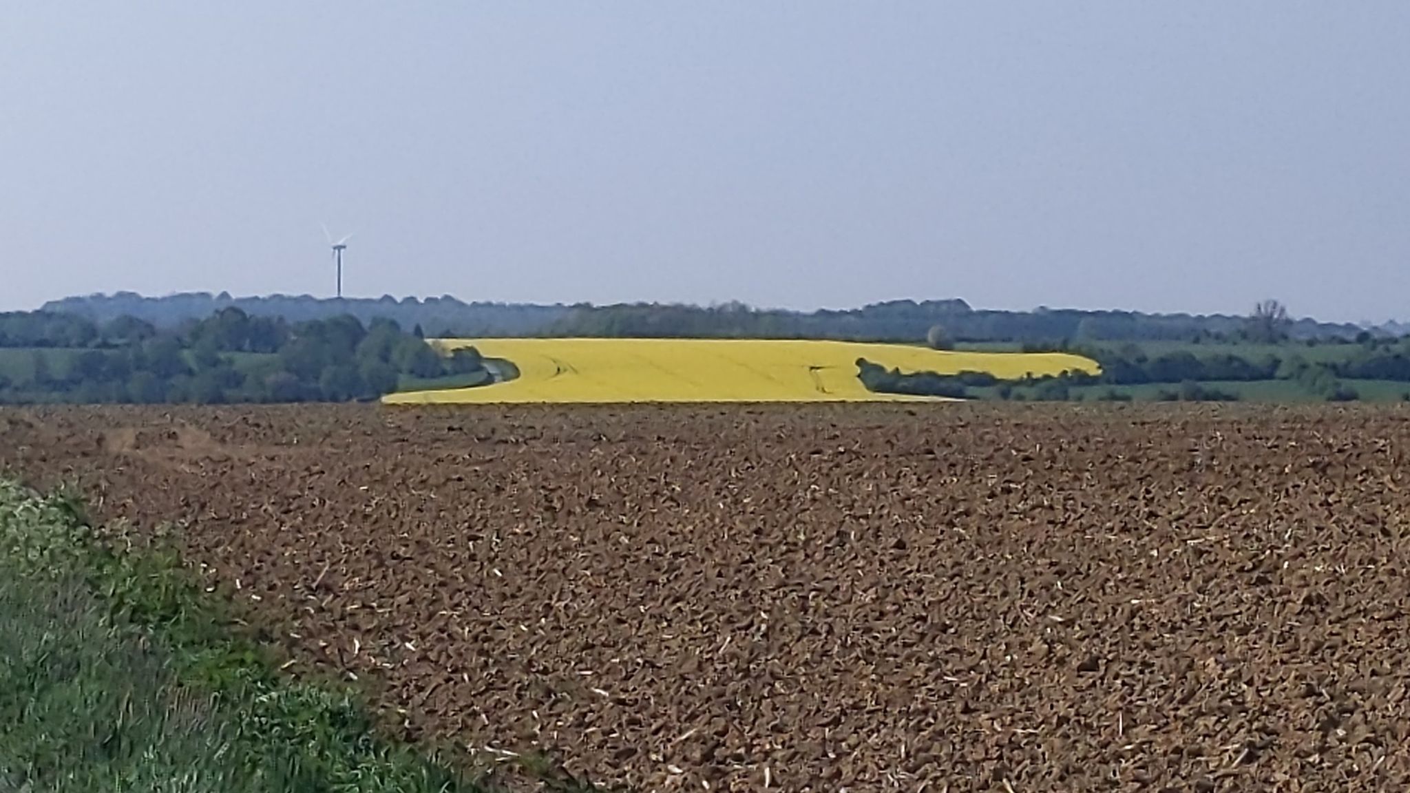 canola in Northern France