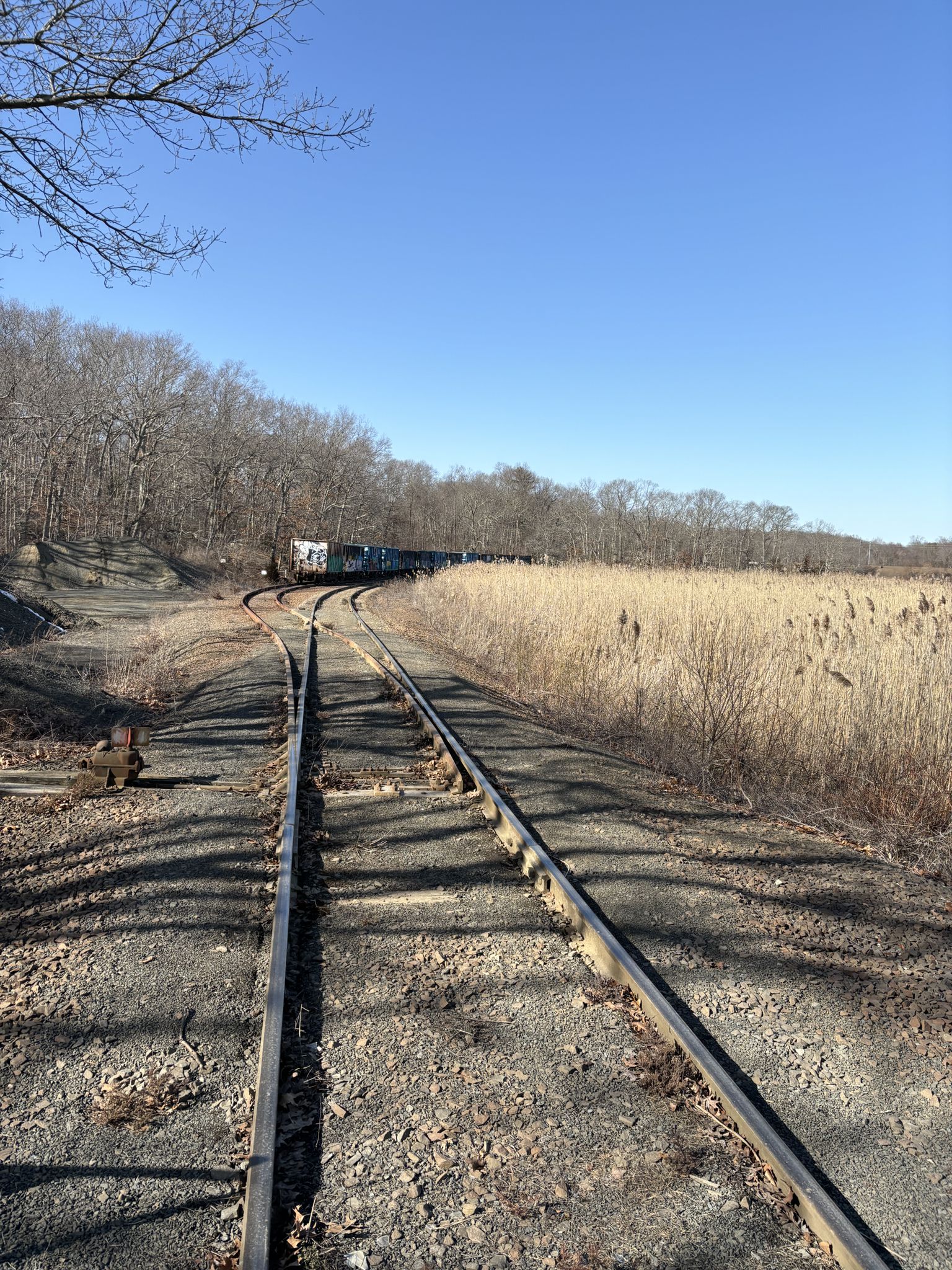 Train tracks curving through dry reeds and bare trees under a clear sky. - Shoreline Greenway Trail