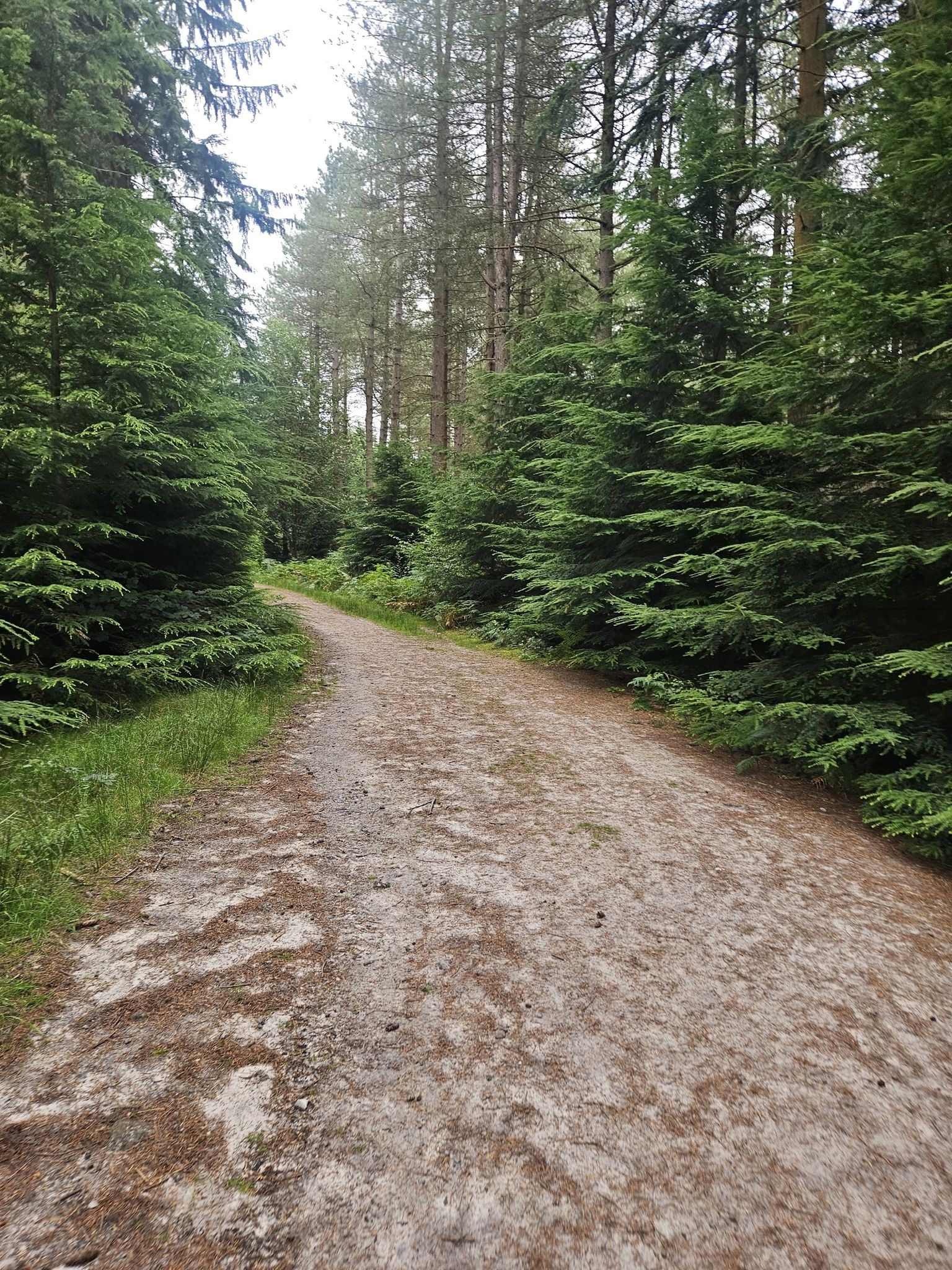 fir tree alley