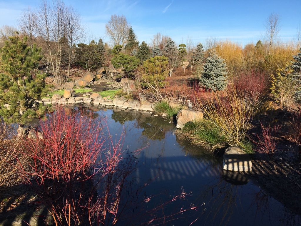 A tranquil pond surrounded by colorful winter shrubs and bare trees, sunny. - Fernhill Wetlands loop