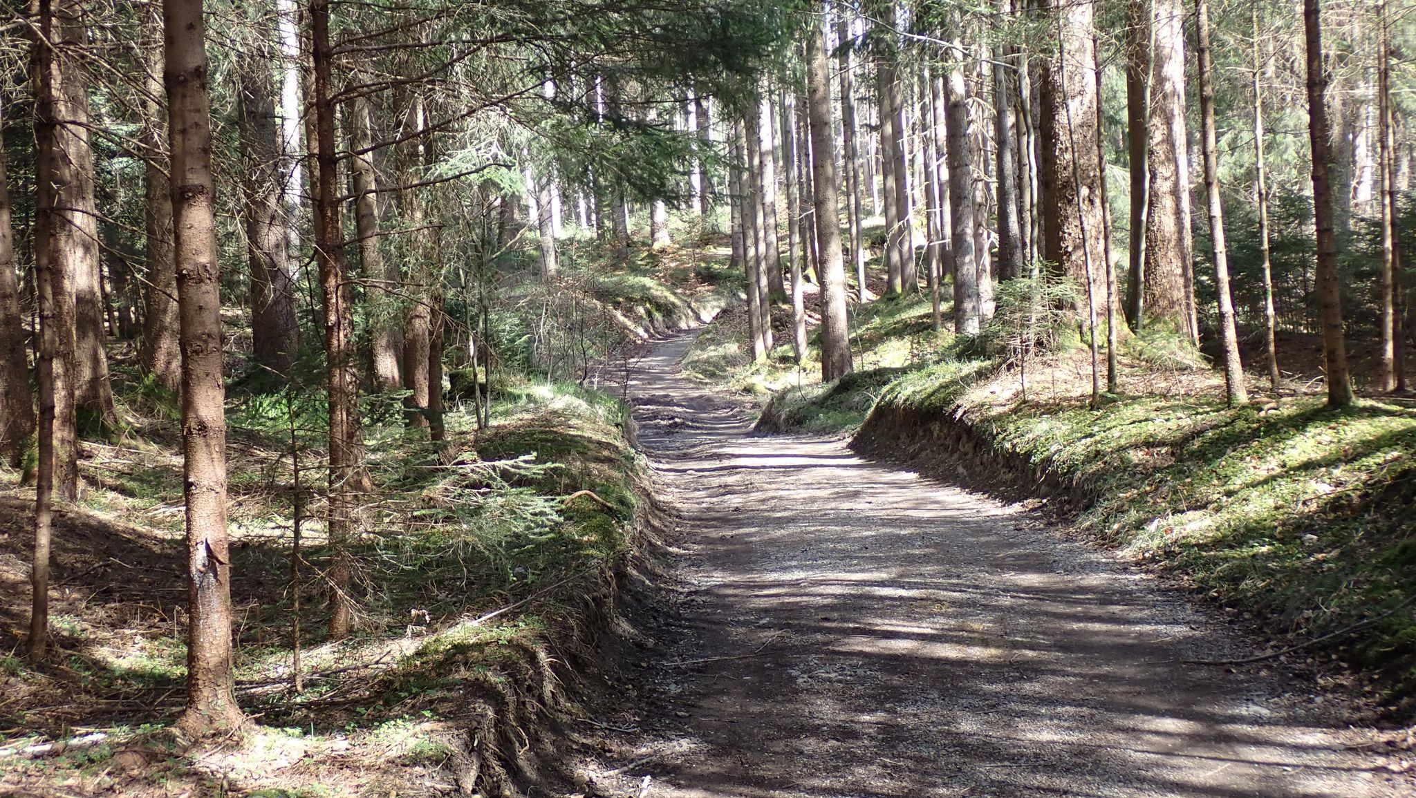 Schöner Weg durch den Wald