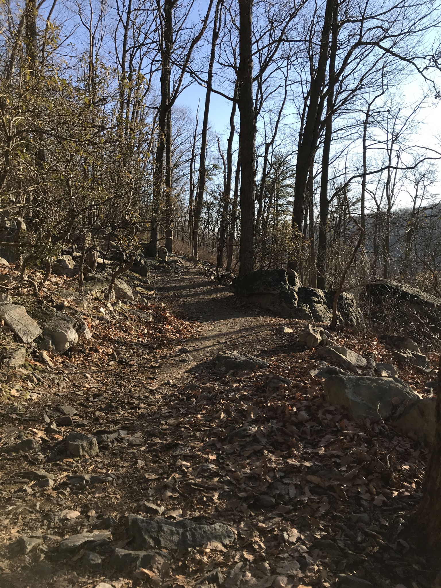 A rocky, leaf-covered forest trail winds through bare trees in bright sunlight. - Orange Trail