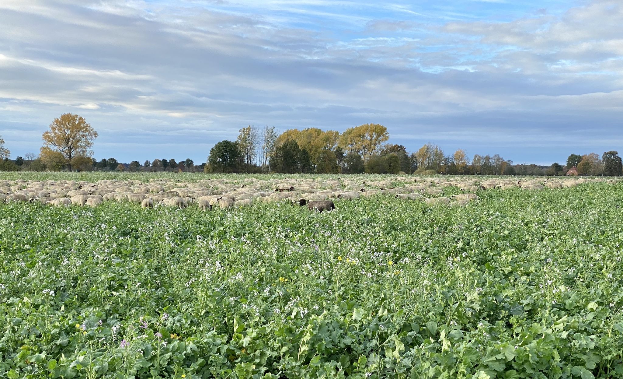 Schafe, im Feld kaum zu sehen