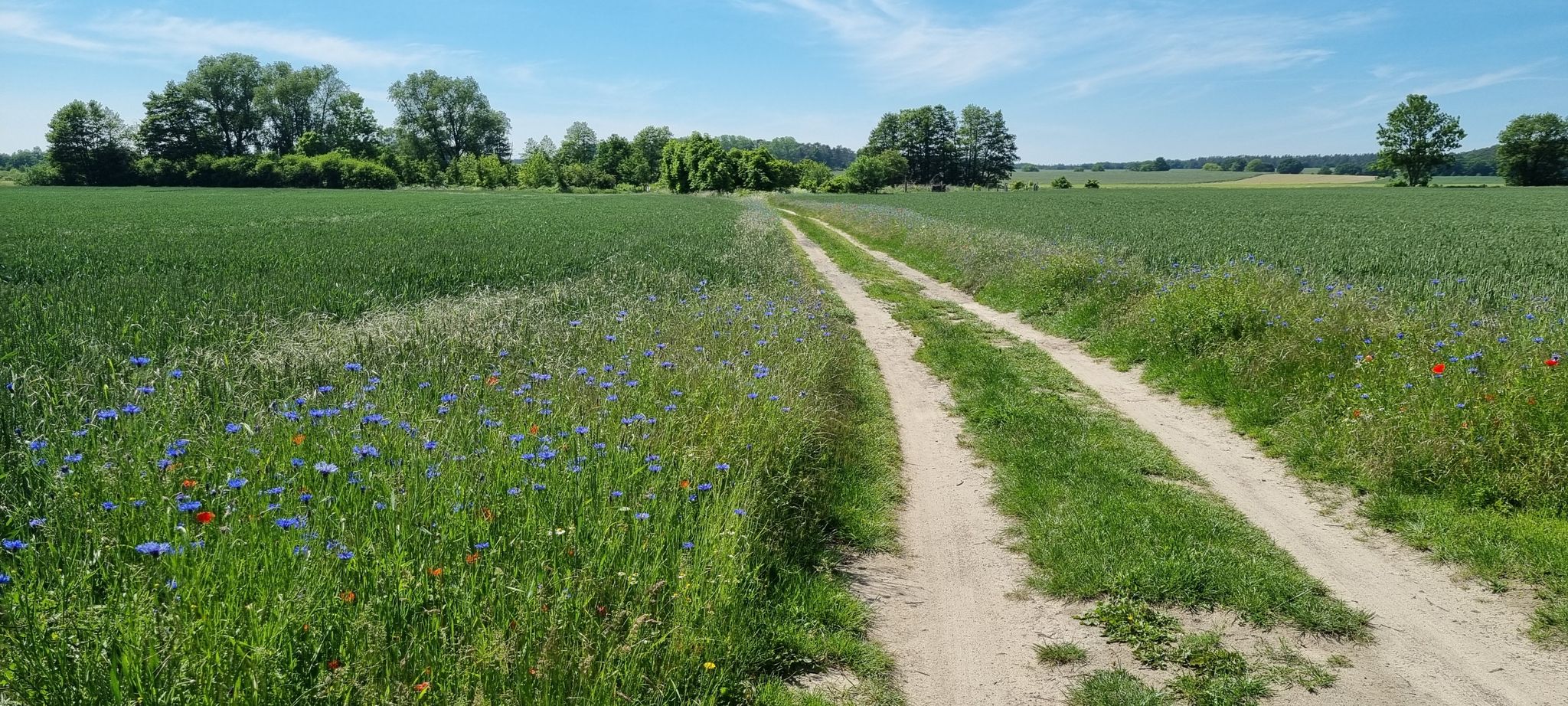 Weg bei Netzelkow