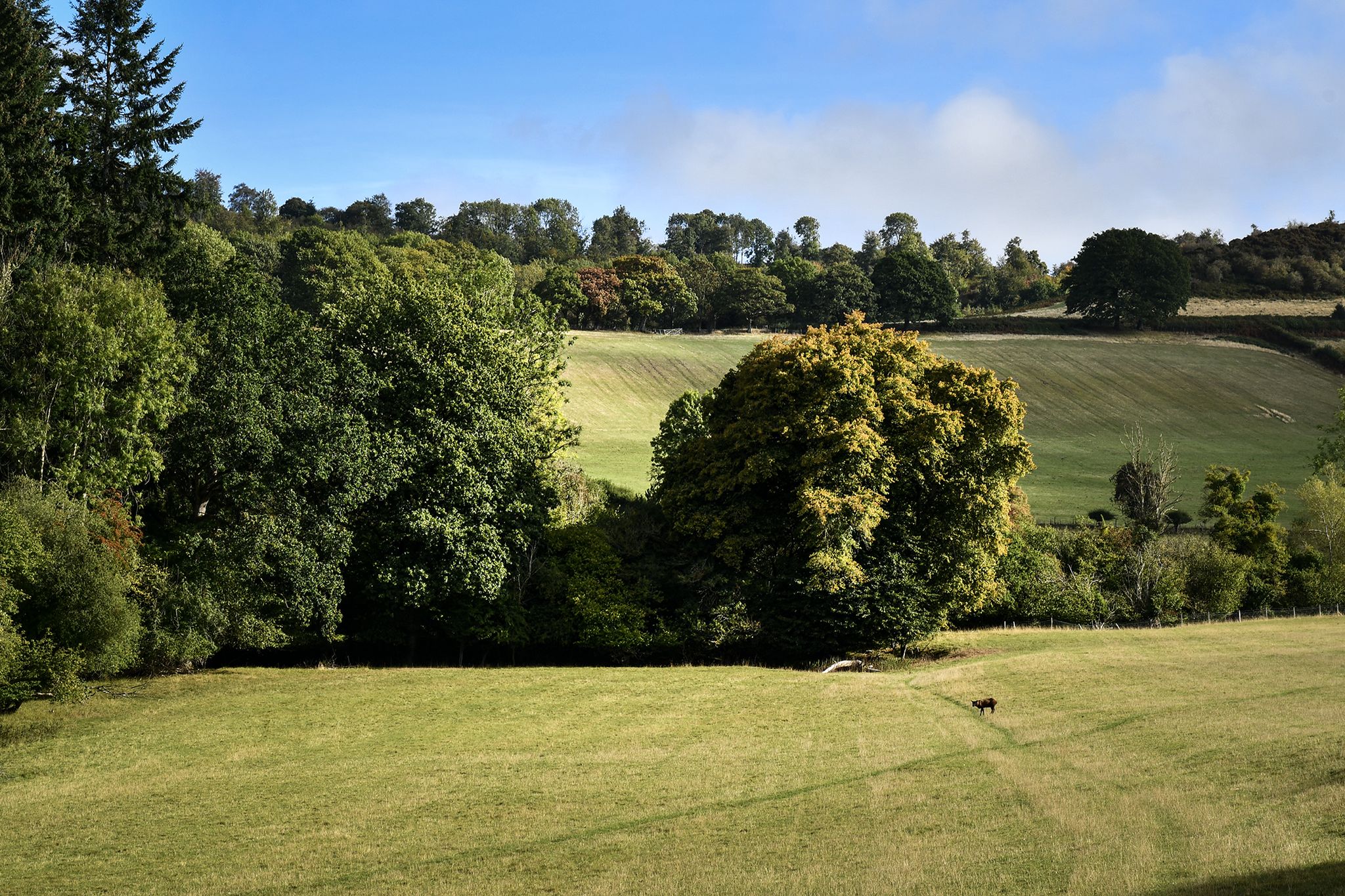 Pasture, trees and a sheep.