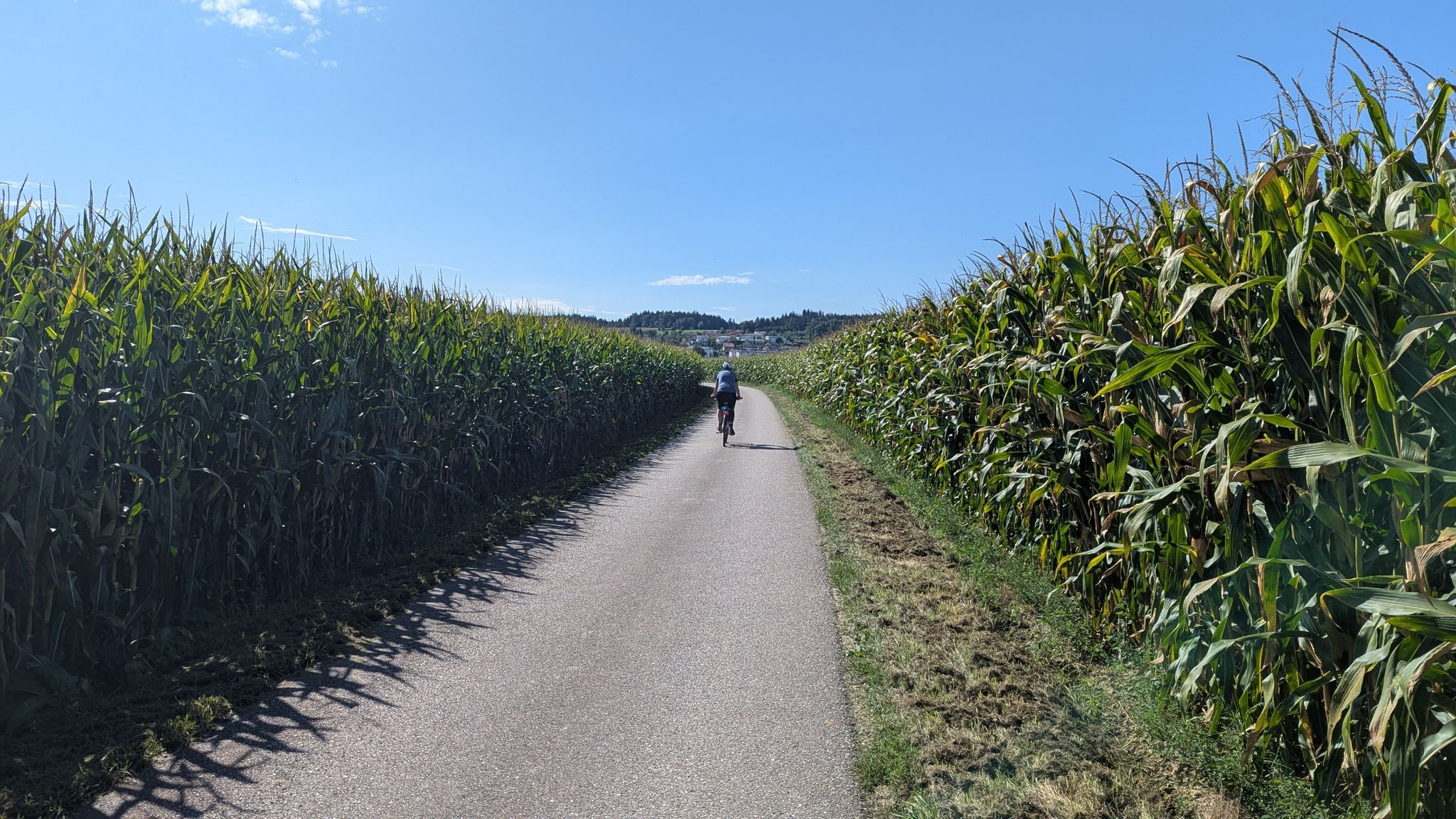 Auch hier gilt es, "Maislabyrinthe" zu durchfahren