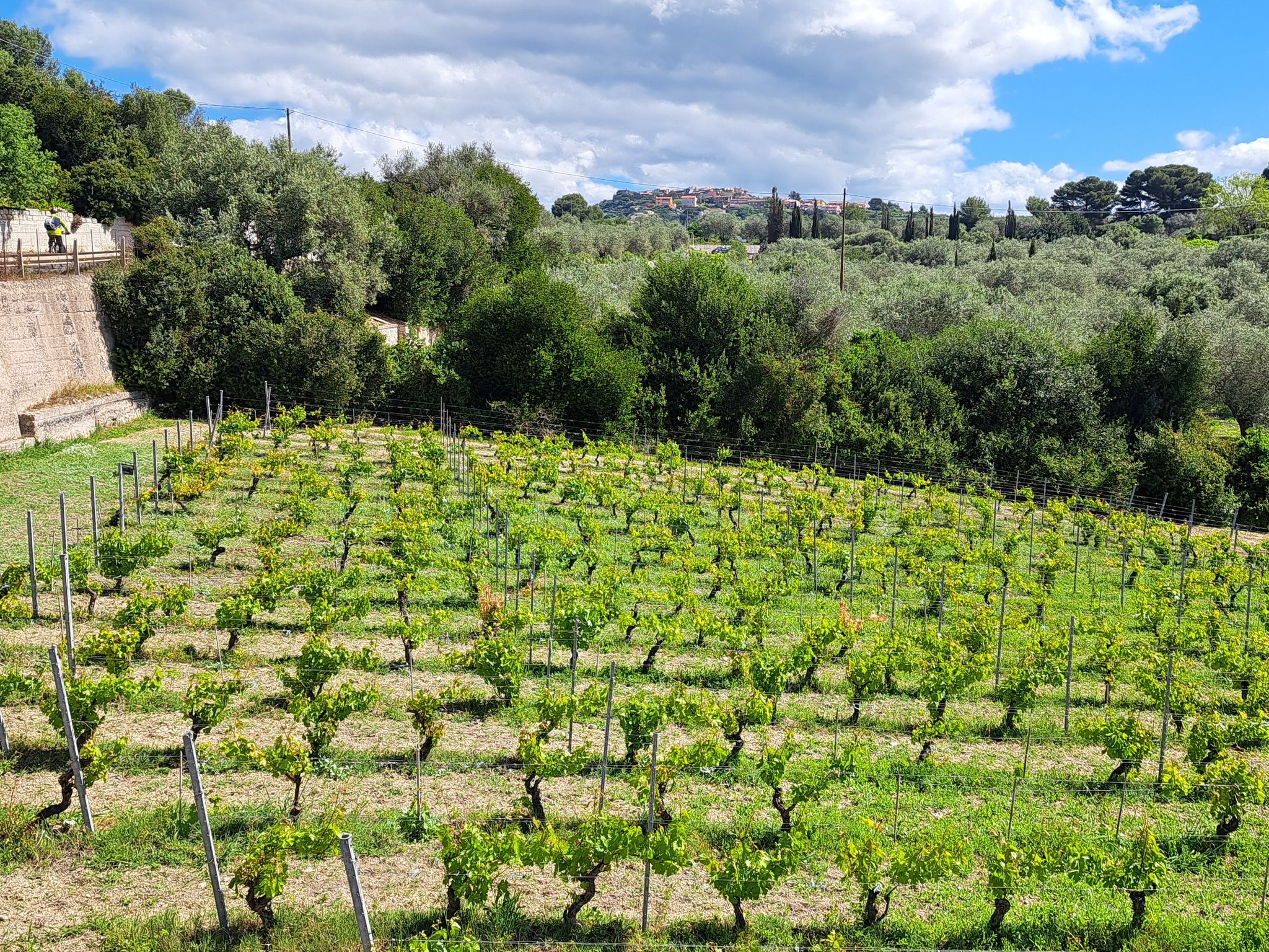 Radeln durch Weinland - Malvazia-Gegend 🍷