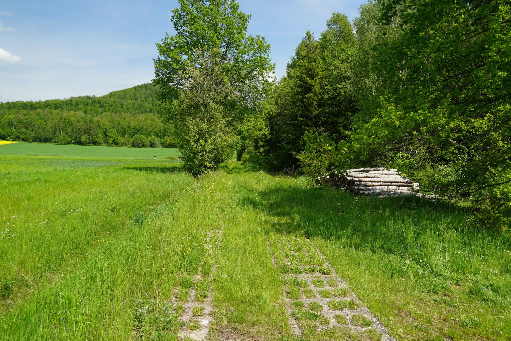 Kolonnenweg in Ri. Neuberg