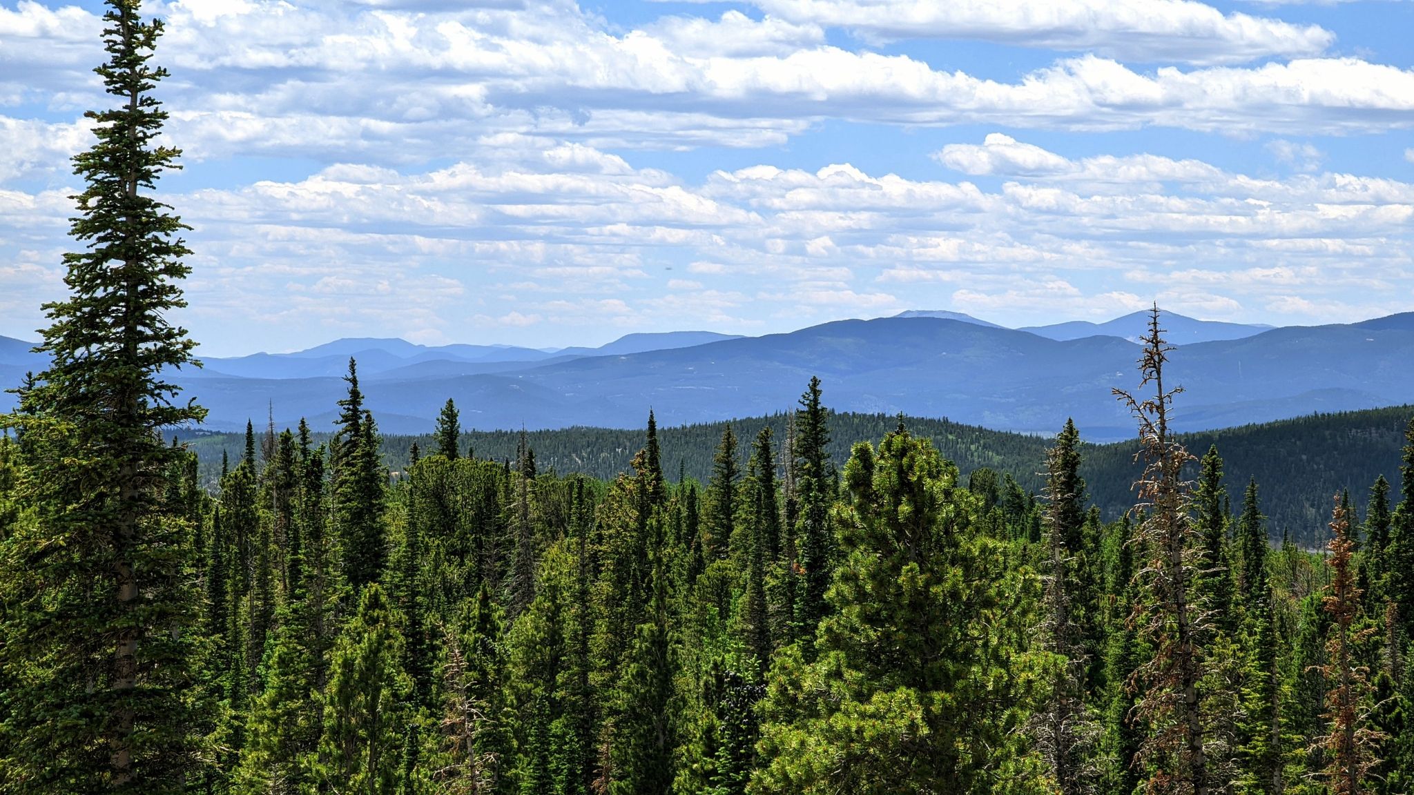 Dense evergreen forest with layered blue mountains under a cloudy sky. - Lefthand Trailhead – Ward General Store loop from South Saint Vrain Creek