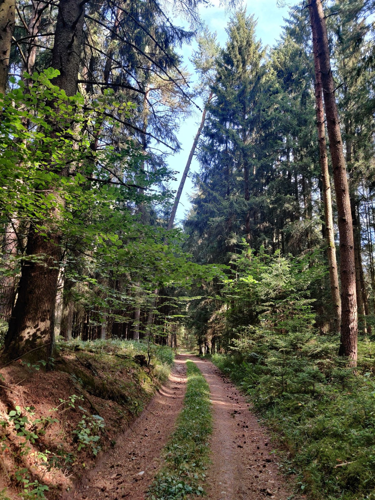 Waldweg