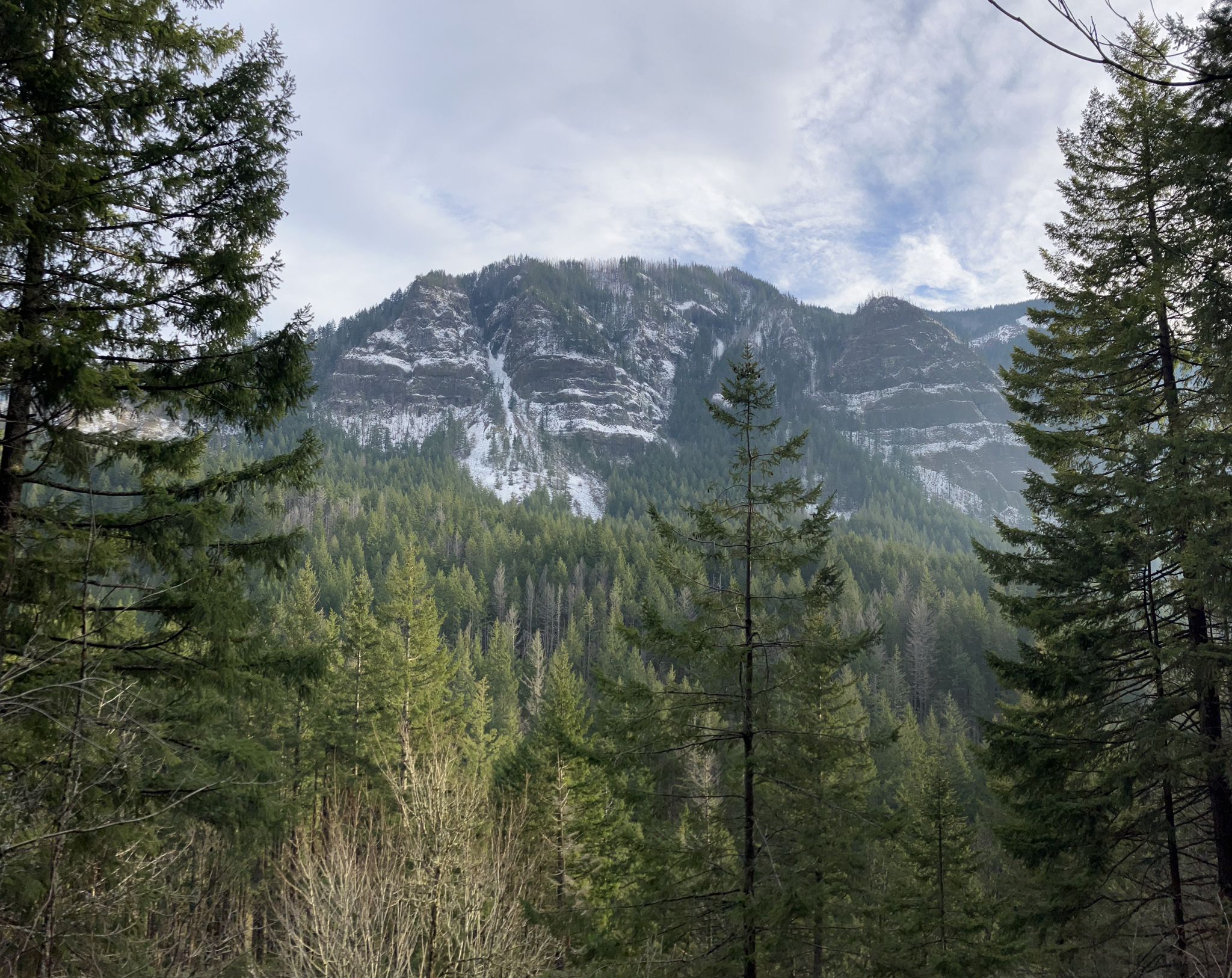 Snow-capped mountain peak rises above a dense evergreen forest under an overcast sky. - Indian Point via Herman Creek, Nick Eaton and Gorton Creek Loop