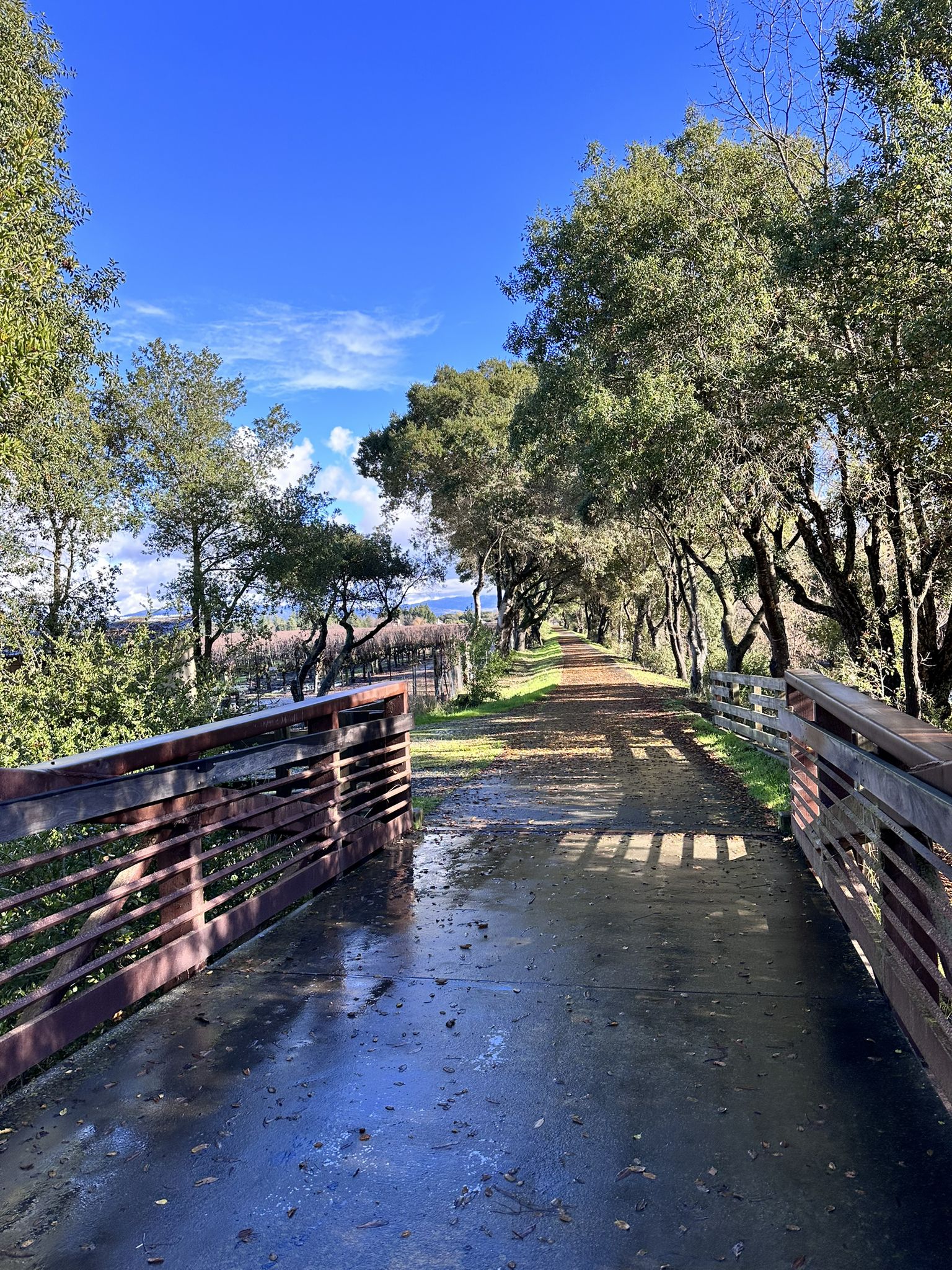 A wet paved path with wooden railings, surrounded by trees under a blue sky. - Santa Rosa Creek Trail – A Place to Play Park loop from Big Oak Plaza
