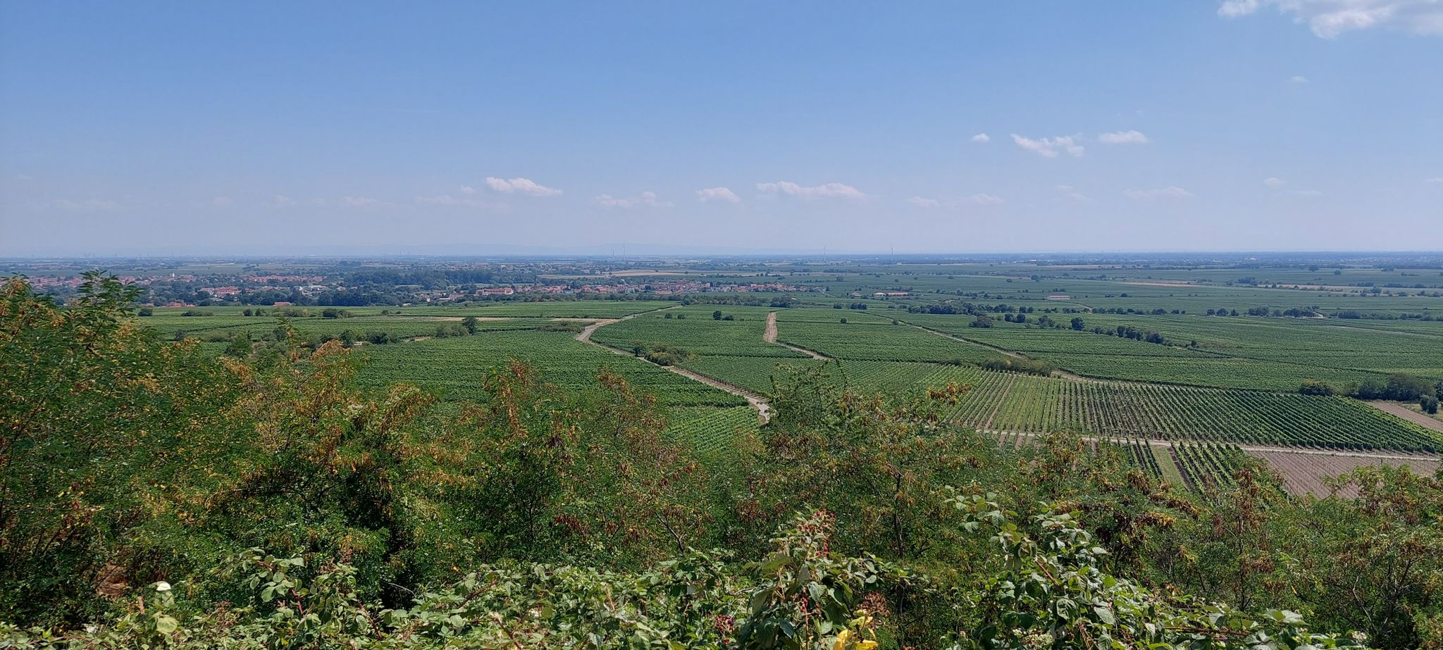 Pfalzblick