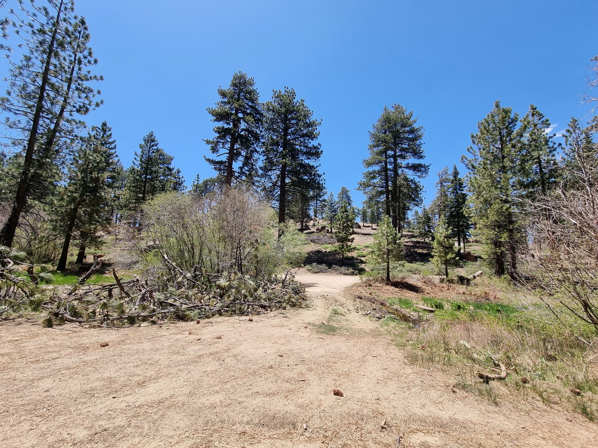 Wide dirt path leading into a dense pine forest under a blue sky. - Big Gravel Loop