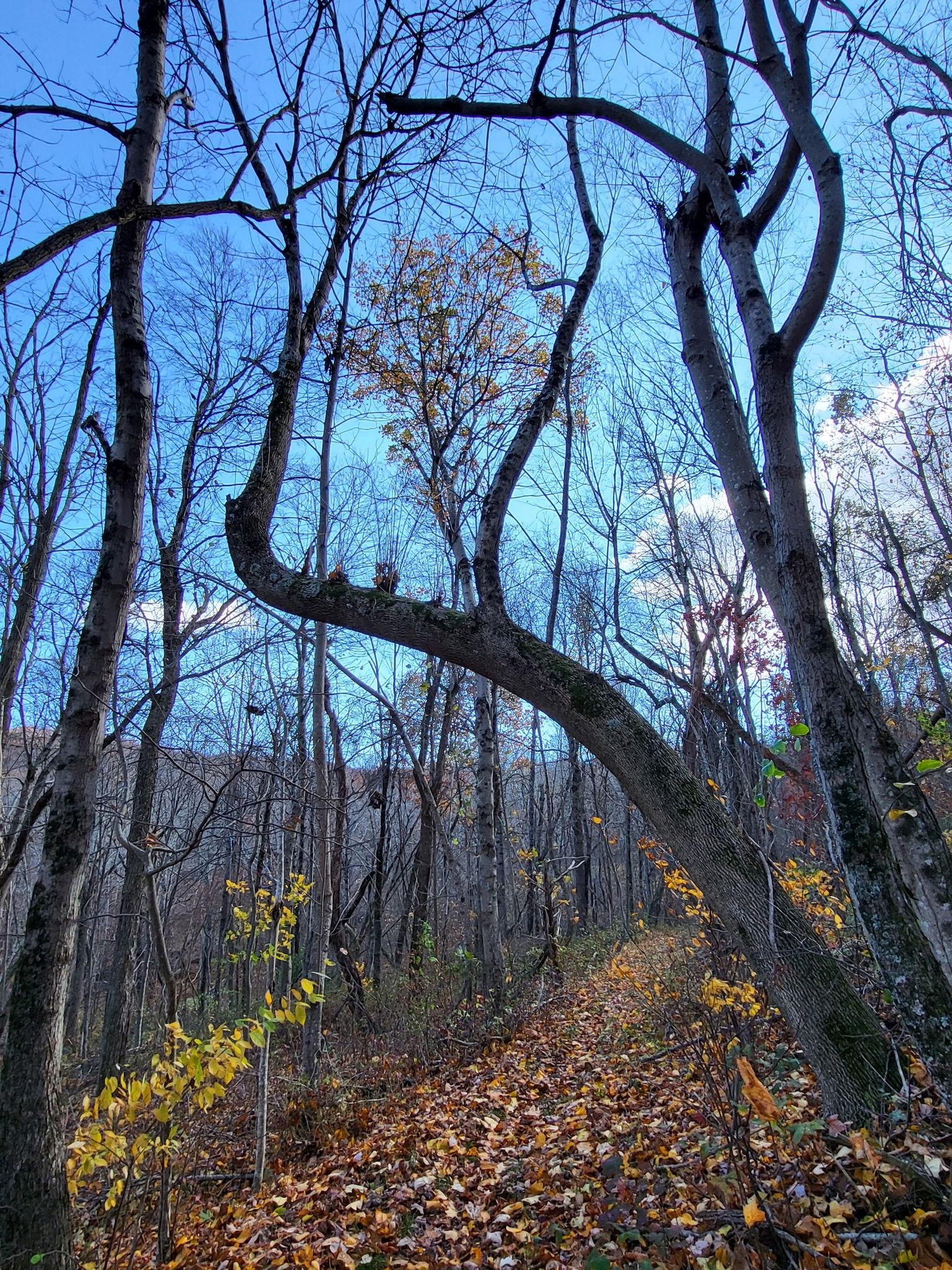 Forest path with bare trees and scattered autumn leaves under a blue sky. - Saddleback Mountain Loop