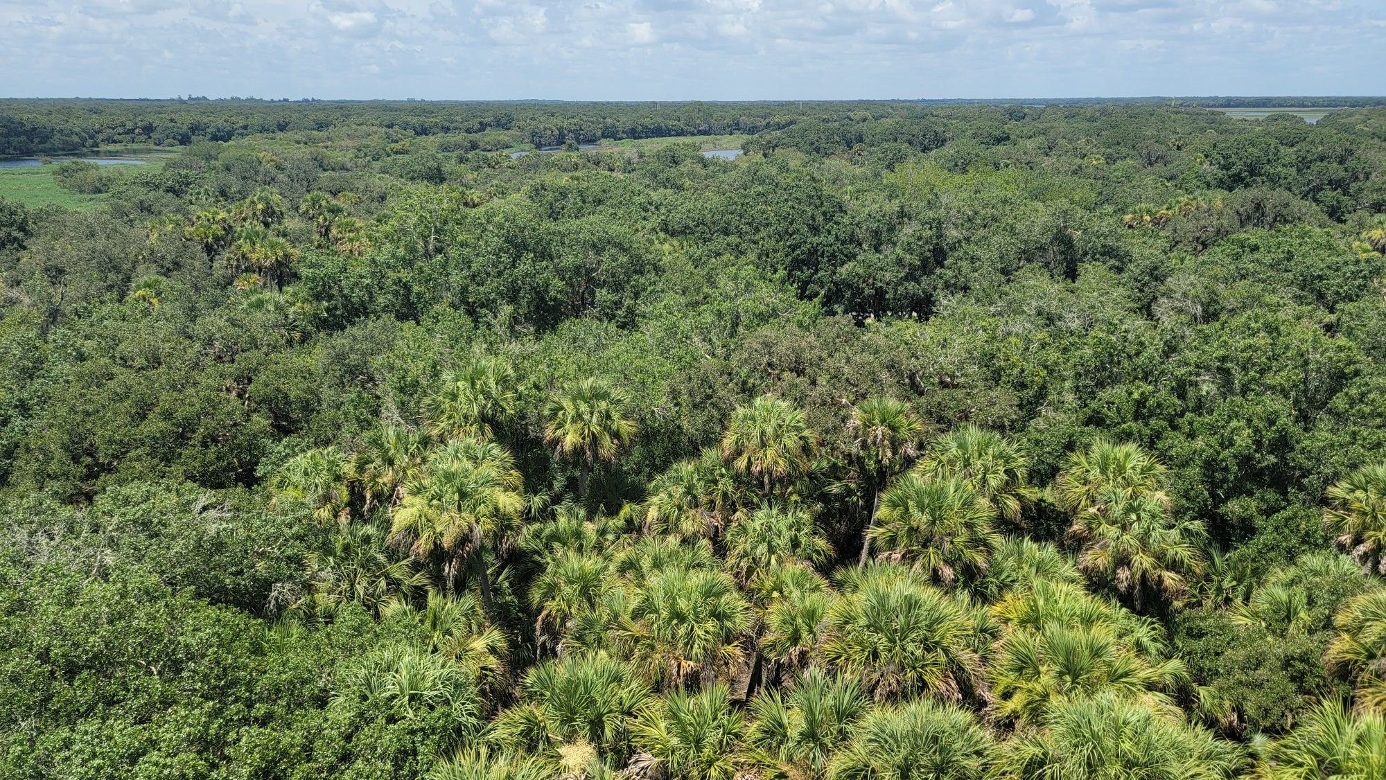 Aerial view of a dense green forest with palm trees under bright sky. - William S. Boylston Nature Trail