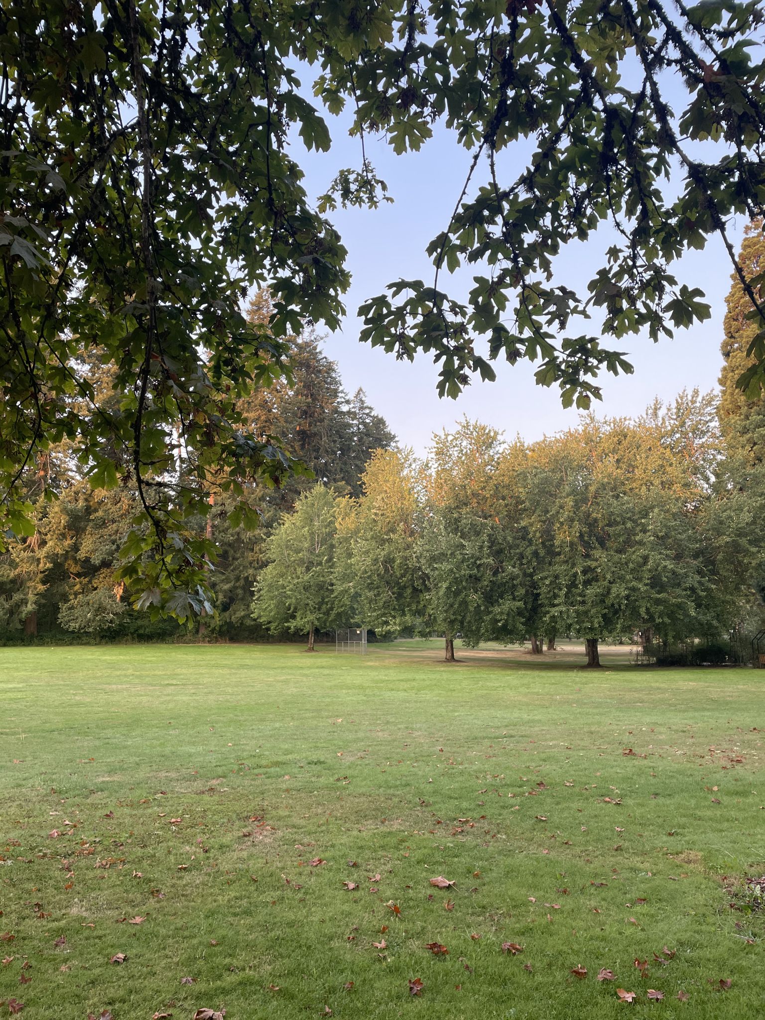 A wide green grassy field framed by lush trees under a clear sky. - Willamette River Path – Willamette River Path loop from Corvallis