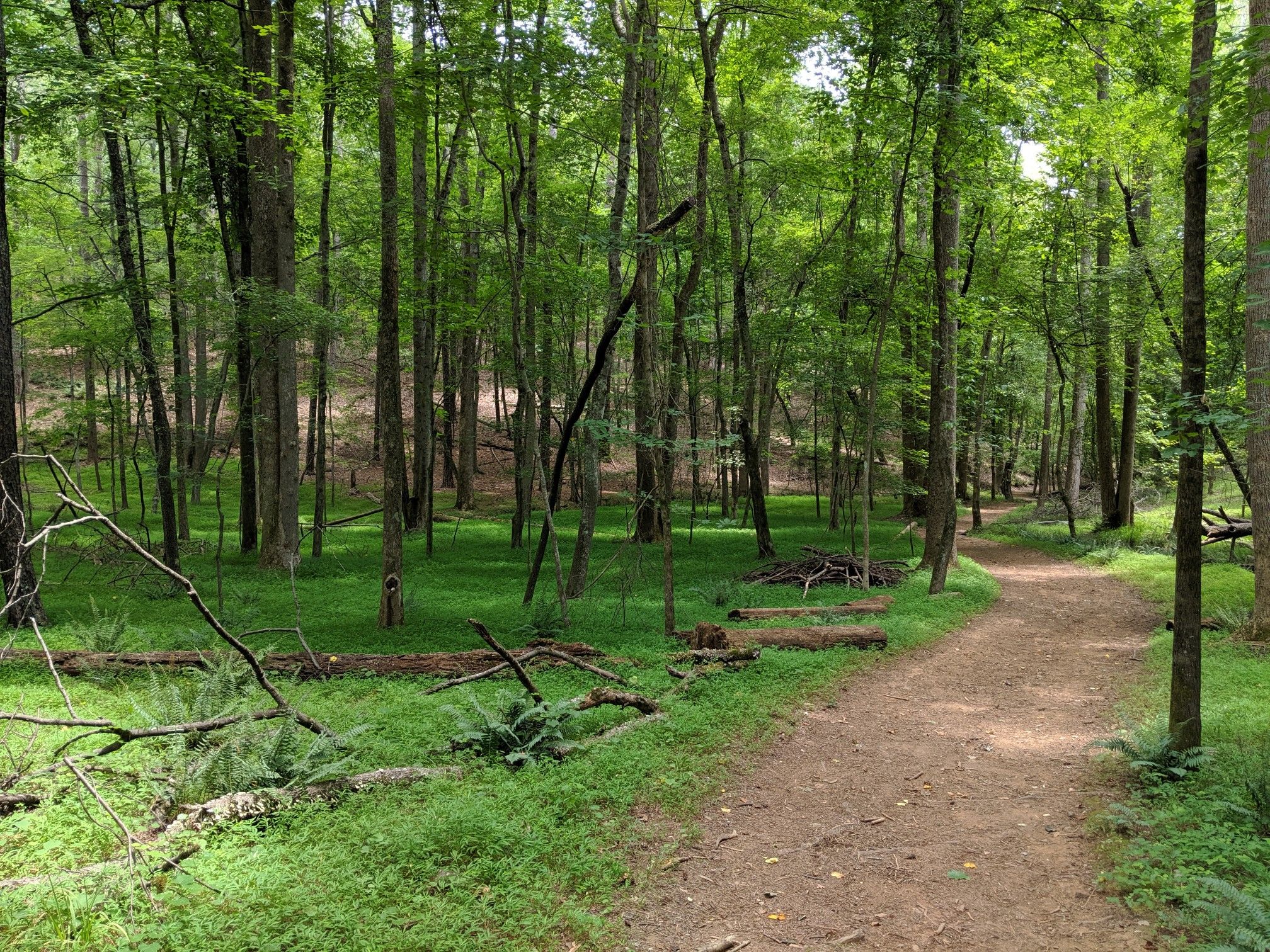 A dirt trail forks through a green forest with fallen logs. - Homestead Trail