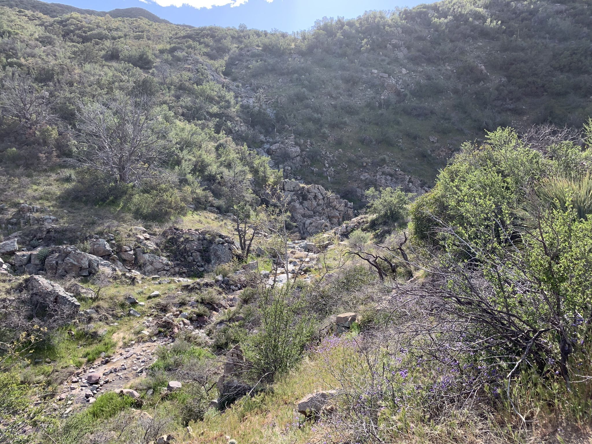 Rocky, dry creek bed in a green, sunlit mountain valley. - Rogers Canyon Trail via Reavis Ranch Trail