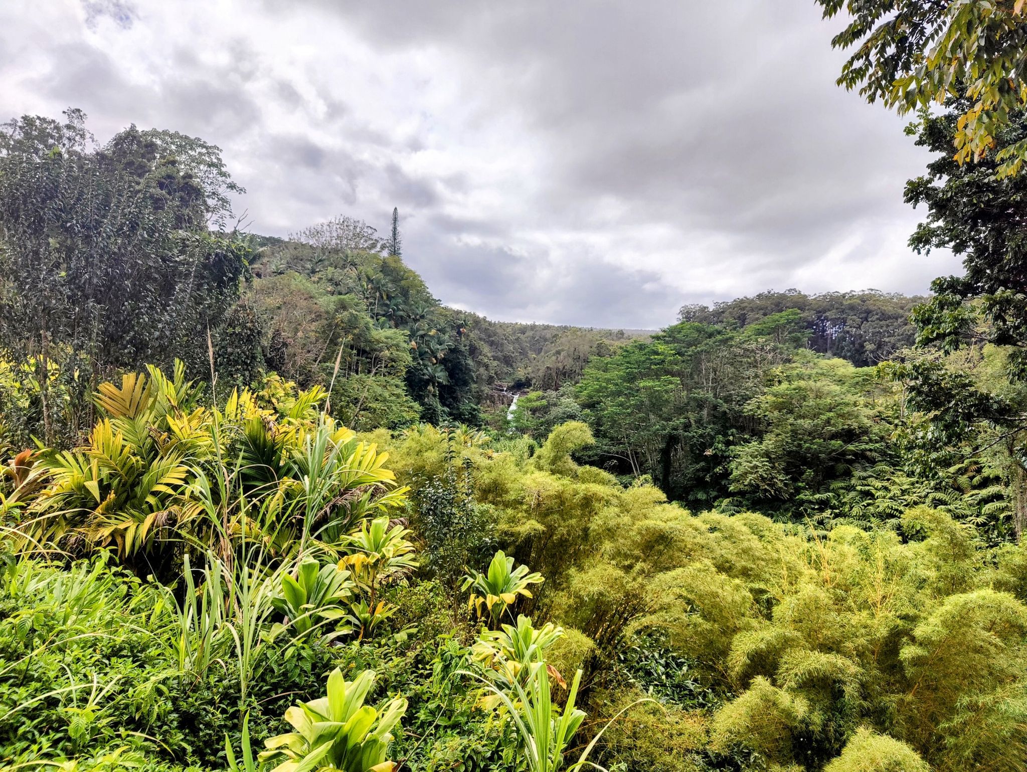 Overcast view of a lush green valley with a distant waterfall. - ʻAkaka Falls via Honomū