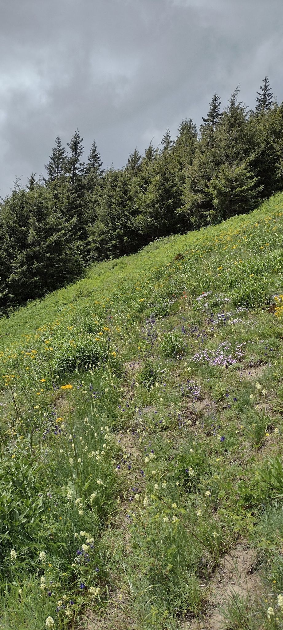 Grassy hillside with wildflowers, evergreen trees, and an overcast sky. - High Ridge Trail