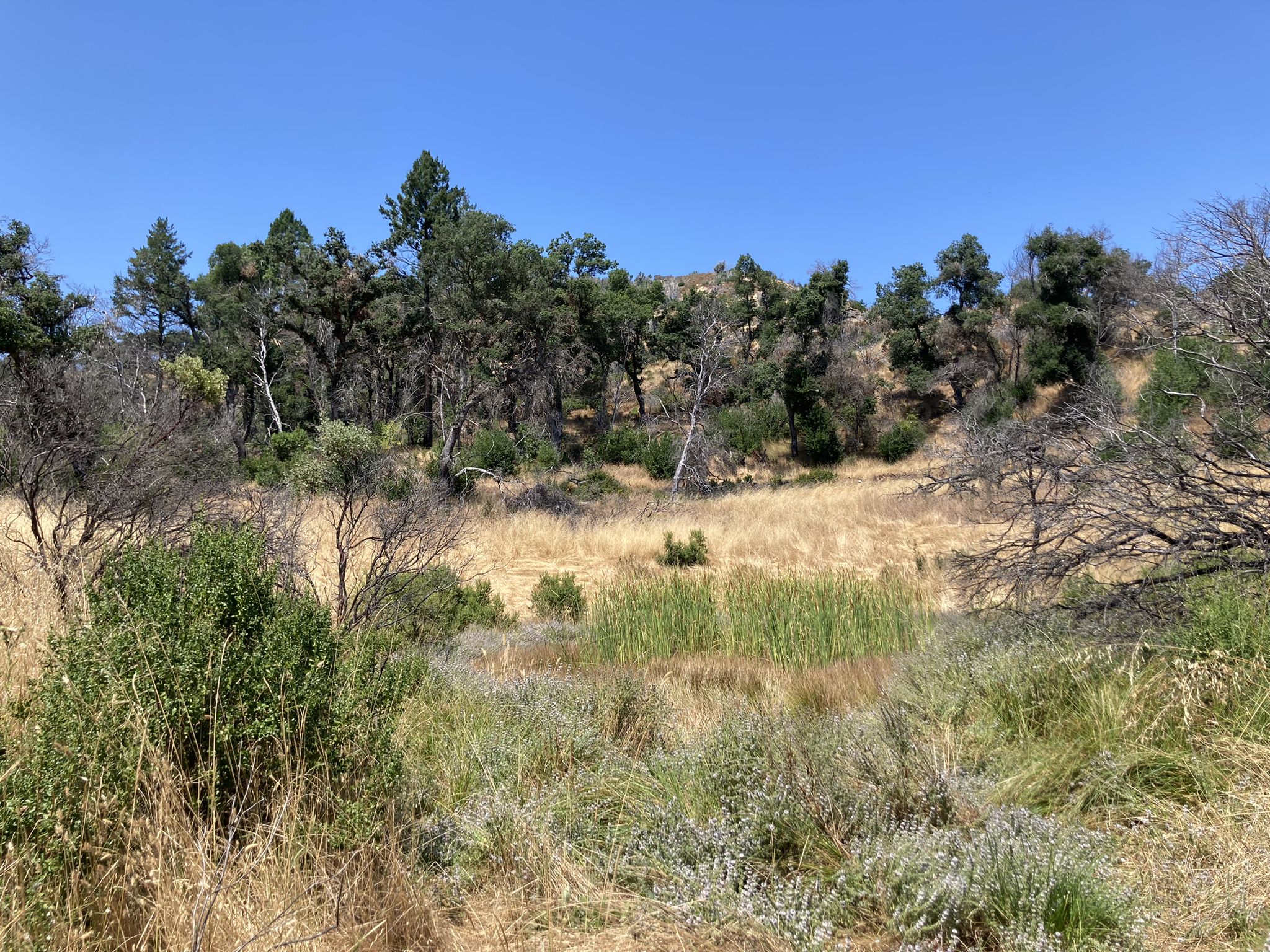 Sunny view of a dry field with a marshy patch and trees on hills. - Bald Mountain Loop