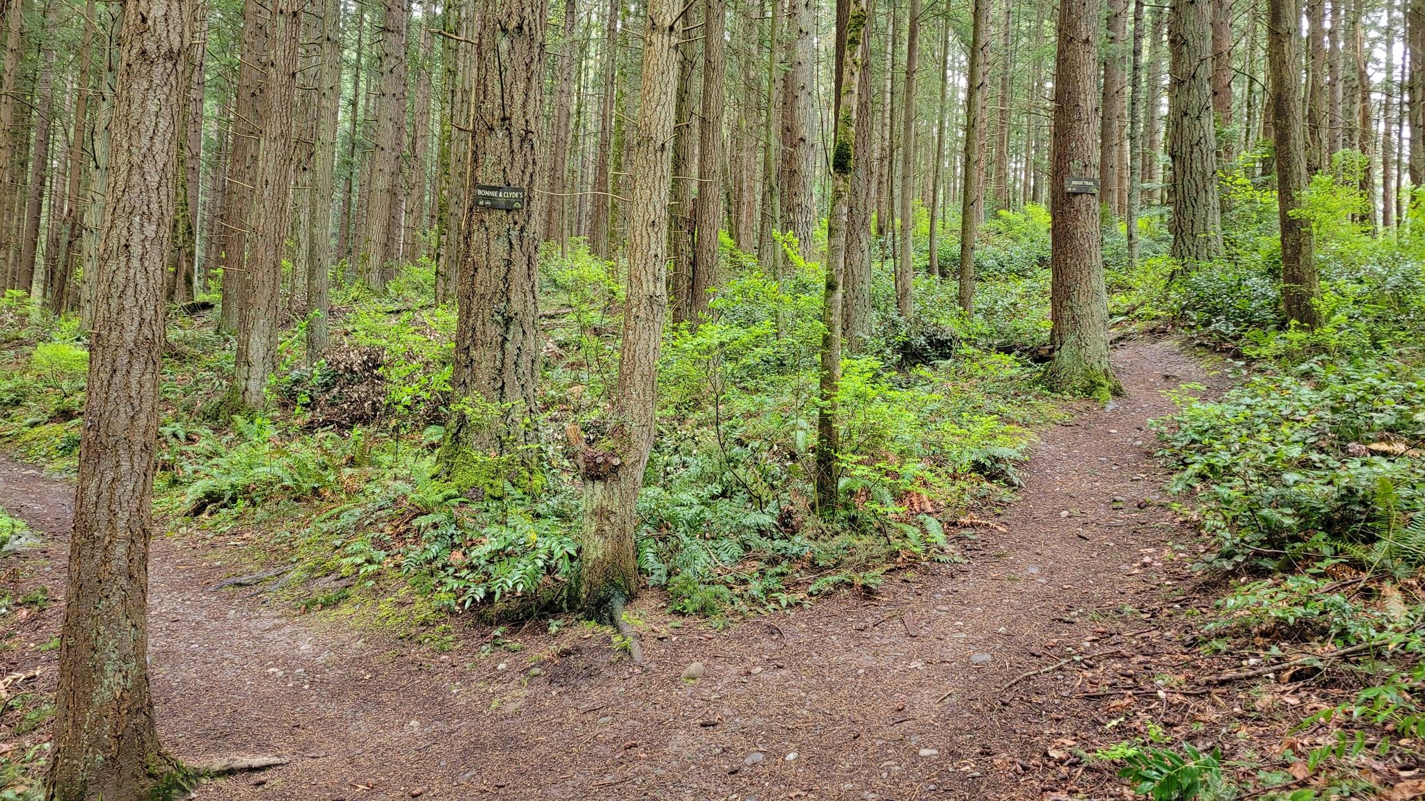 A dirt trail forks through a dense, green forest on an overcast day. - Rainforest Deadfall – Into the rainforest loop from Little Mountain - Darvill Conservation Easement