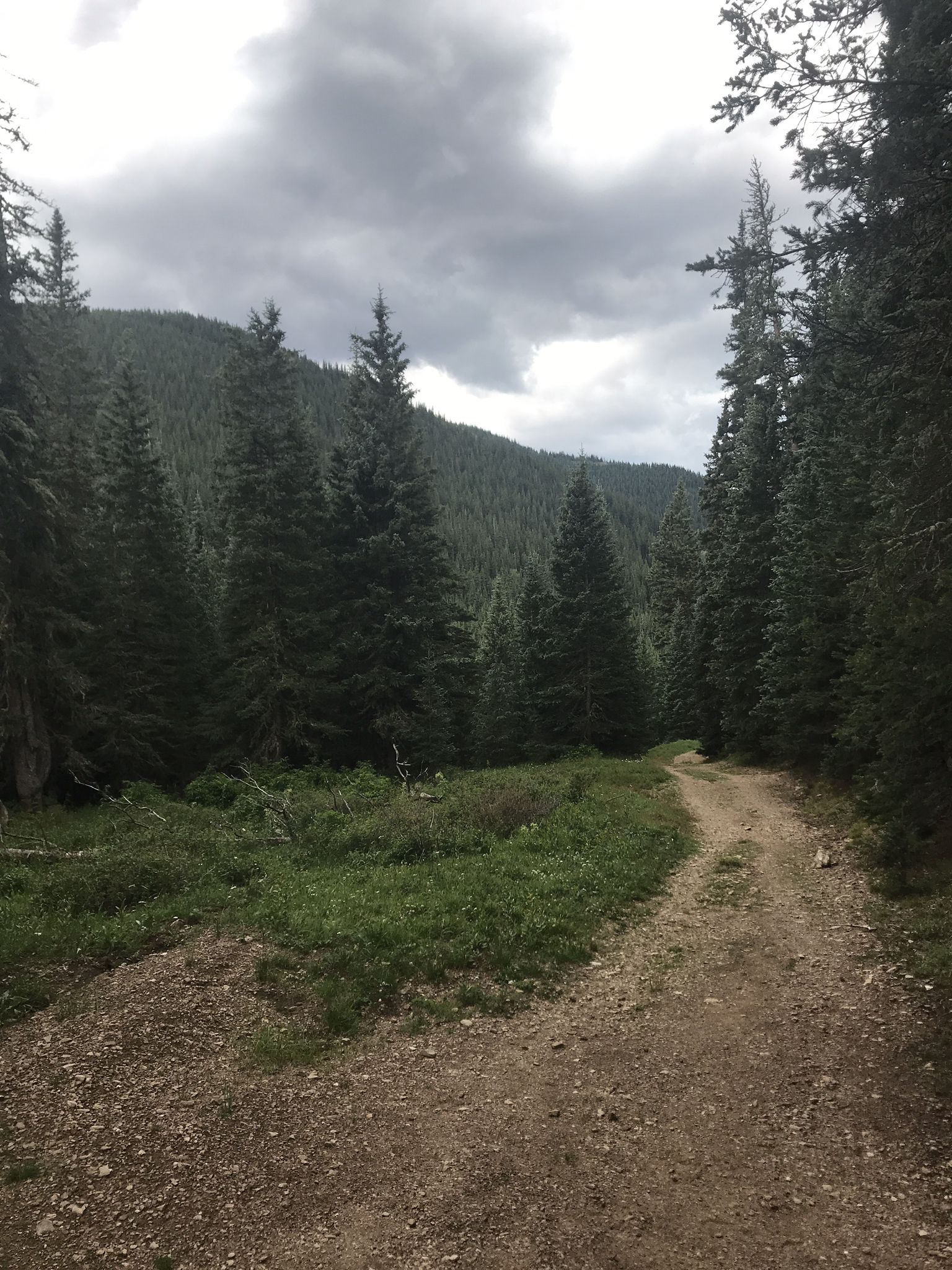 A dirt path winds through a dense evergreen forest under cloudy skies. - Bull of the Woods Mountain Trail