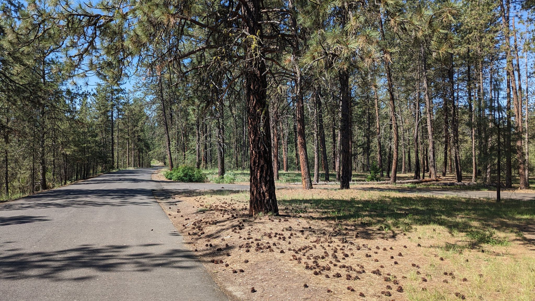Paved road curves through a sunny pine forest with pinecones on the ground. - Bowl and Pitcher Overlook loop from Spokane Falls Community College