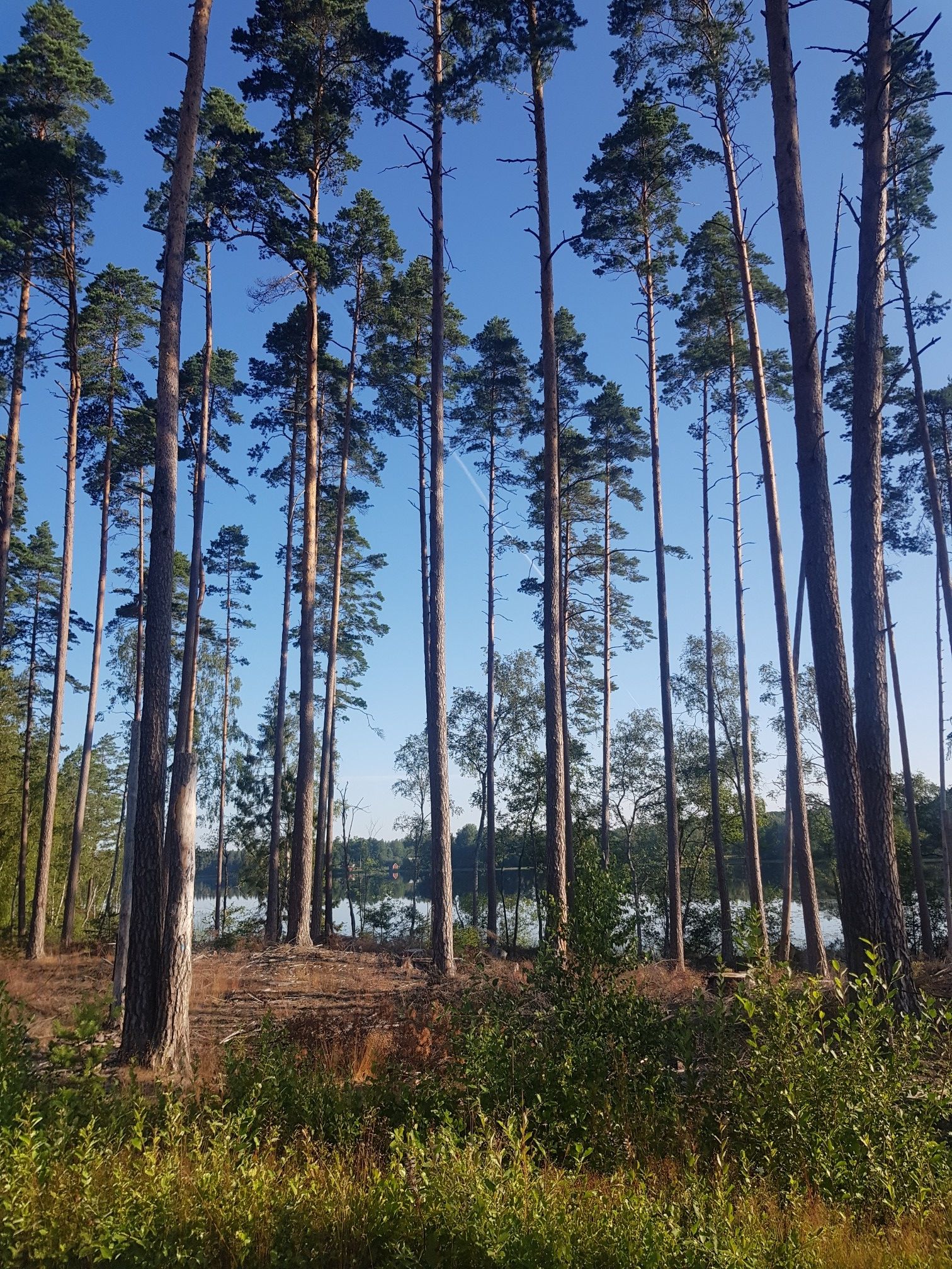 view