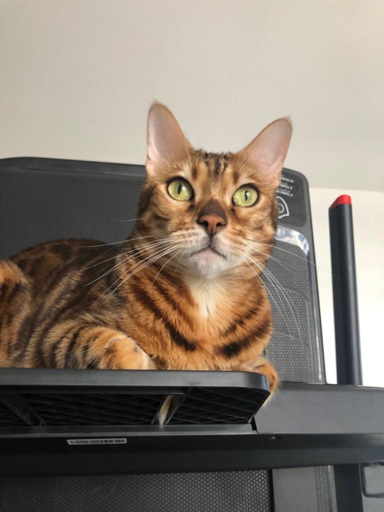 user avatar