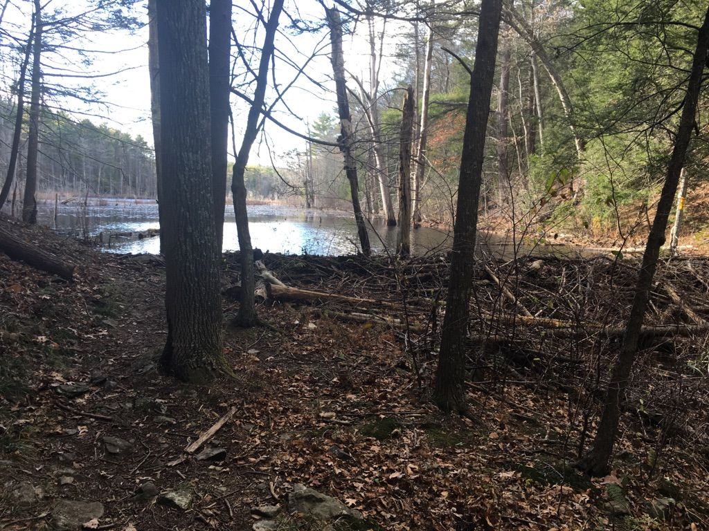 Forest floor with fallen leaves and trees, a pond in background. - Bay Circuit Trail Loop