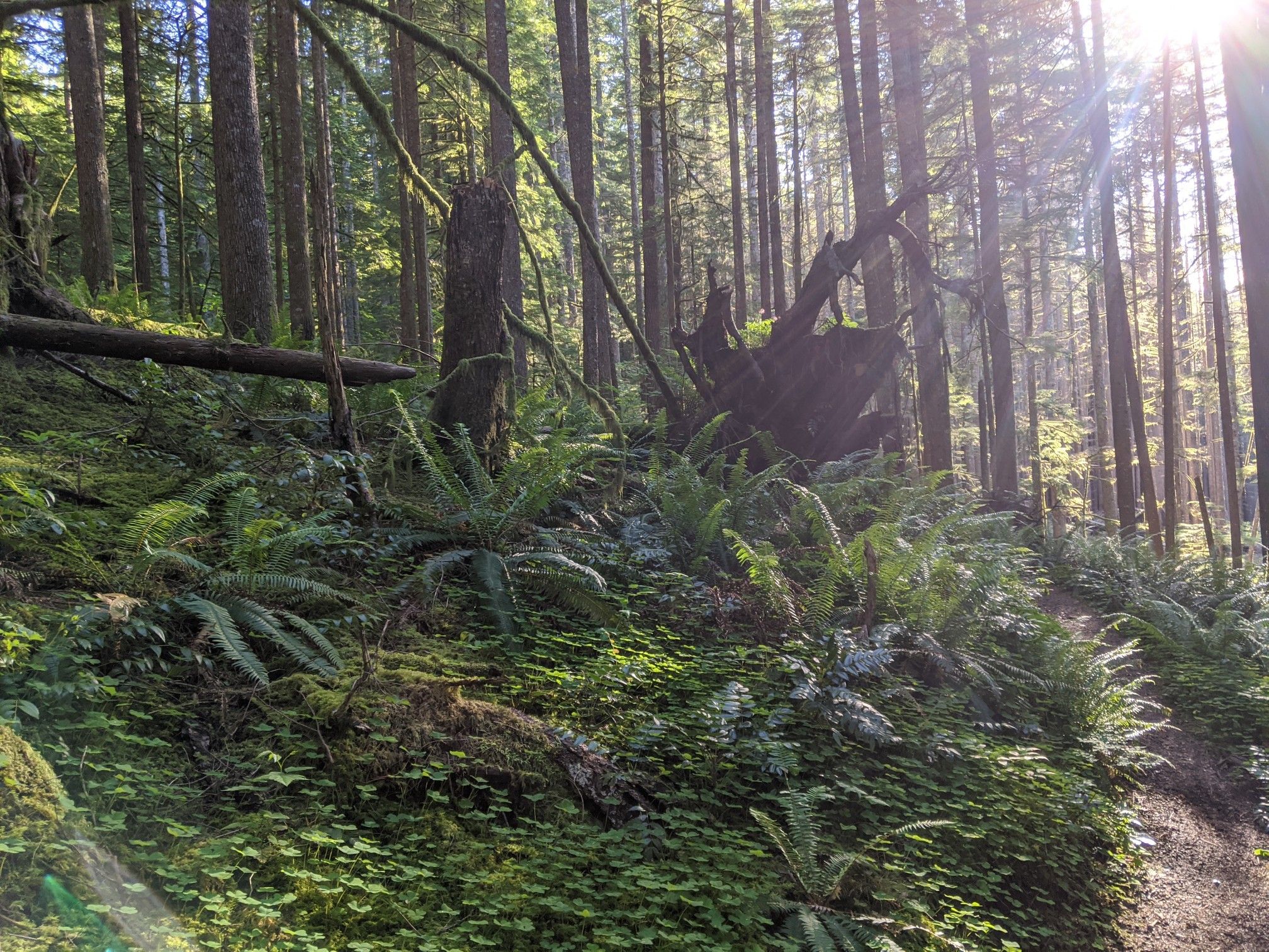 Sunlight filters through tall trees onto a forest floor covered in ferns and logs. - Huffman Peak Trail #129