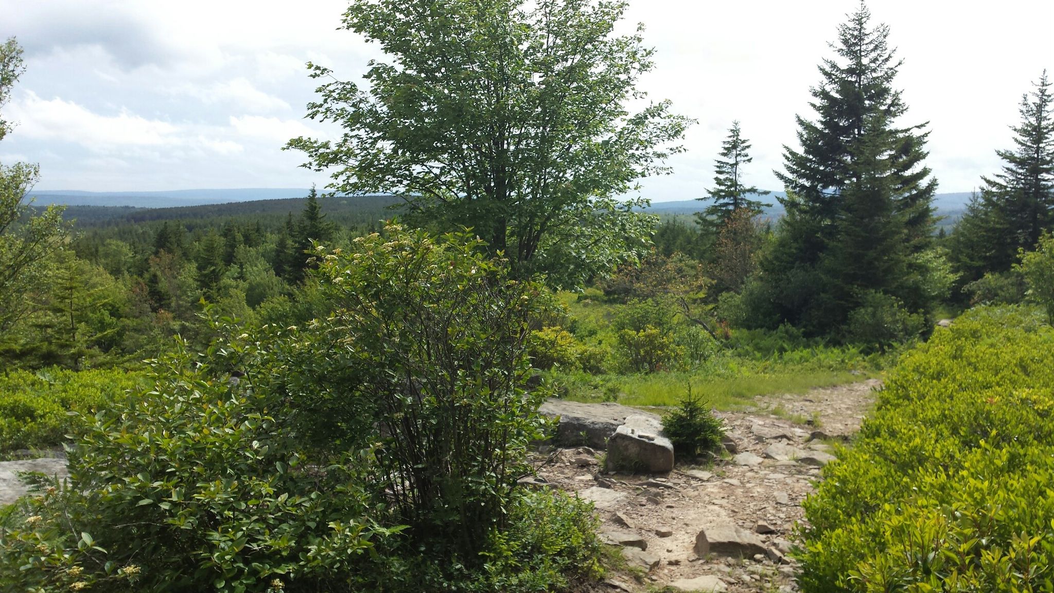 A rocky path winds through green bushes and evergreen trees under a bright sky. - Blackbird Knob Trail