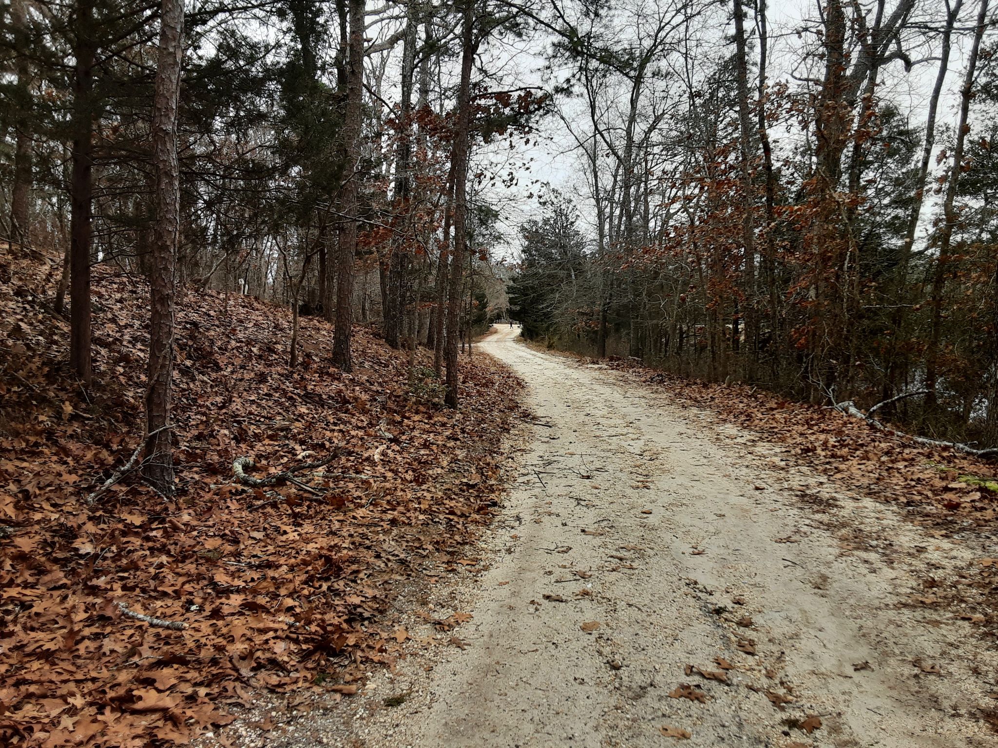 Winding dirt road through a forest with bare trees and fallen leaves. - Batsto Red Trail