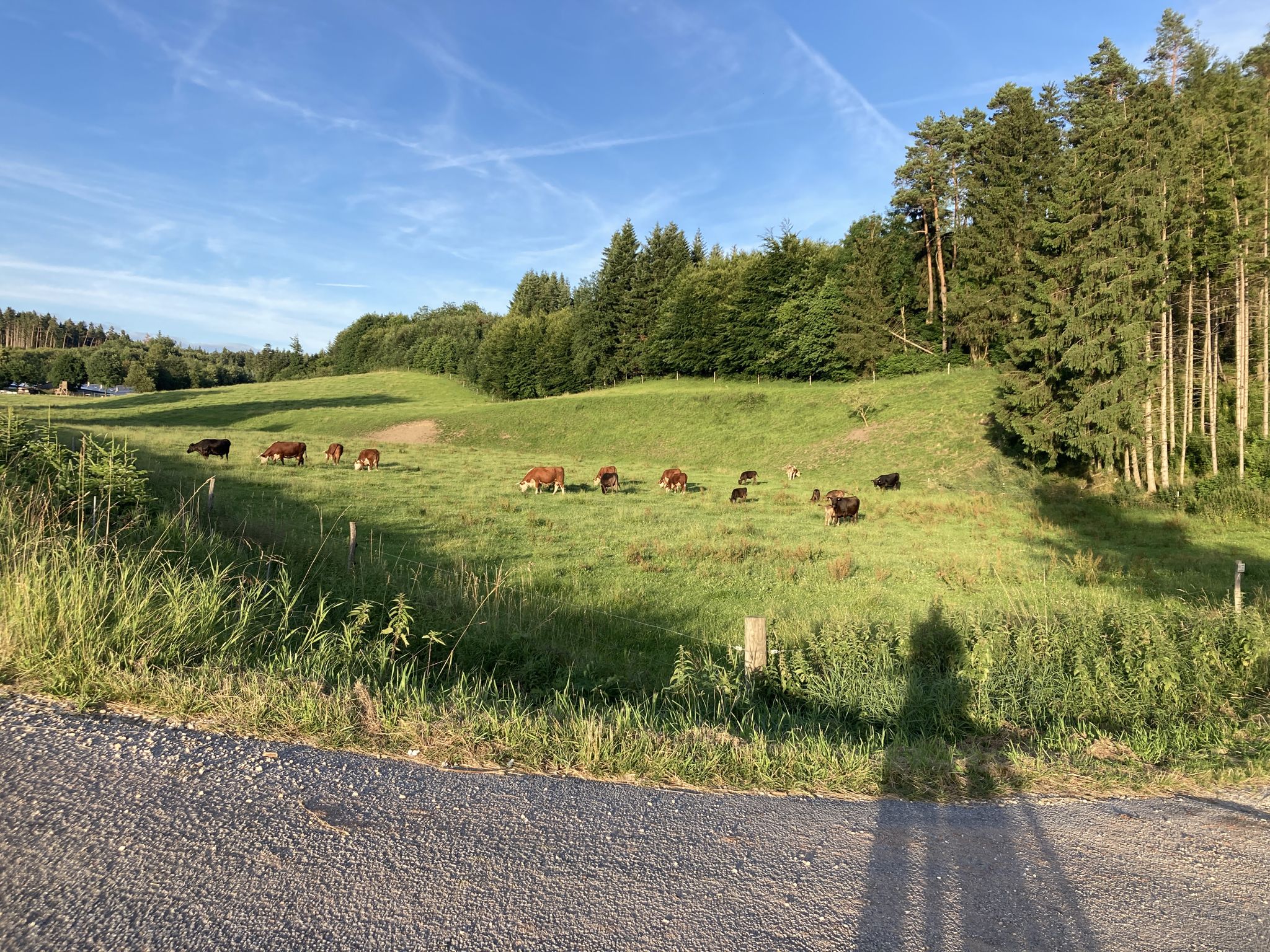 Hier leben die Kühe noch auf der Weide