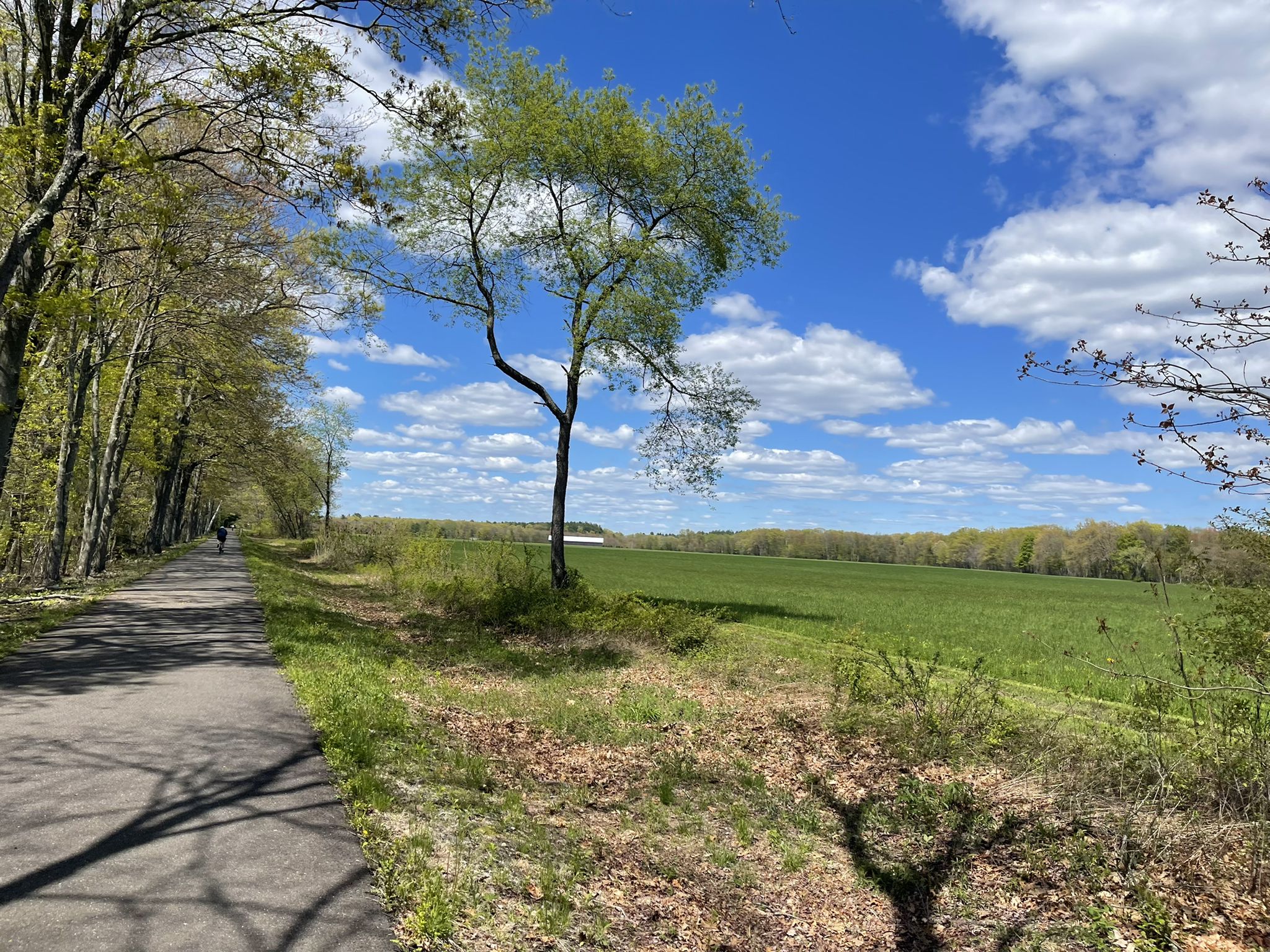 Paved path beside a green field under a bright blue sky with a lone tree. - Tobacco barns – Trailside Gnome loop from Halmar, Inc. (Partridge Meadow)