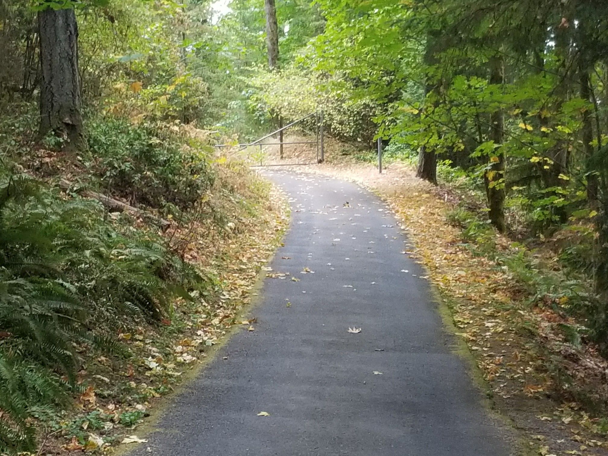 Paved path winding uphill through a sunlit forest with fallen leaves. - De Leo Wall and Wildside Loop