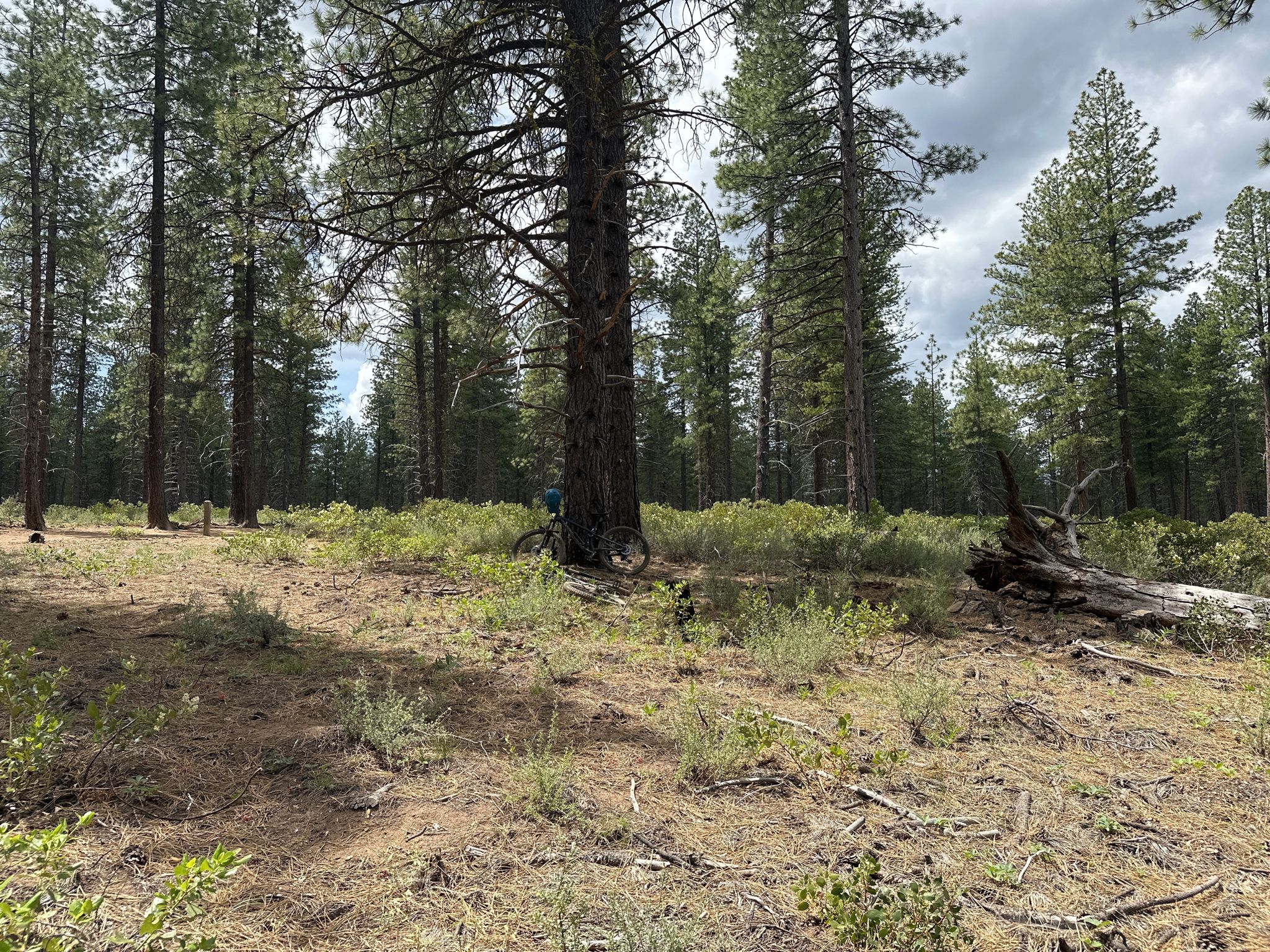 A bicycle rests behind a large pine tree in a sparse forest. - Ben's, Pinedrops and Phil's Trail Loop