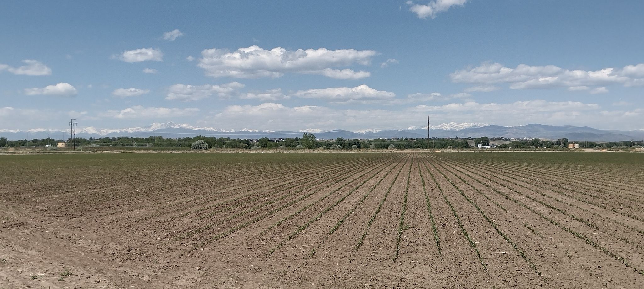 Vast agricultural field with rows under a bright sky and distant mountains. - Poudre River Trail