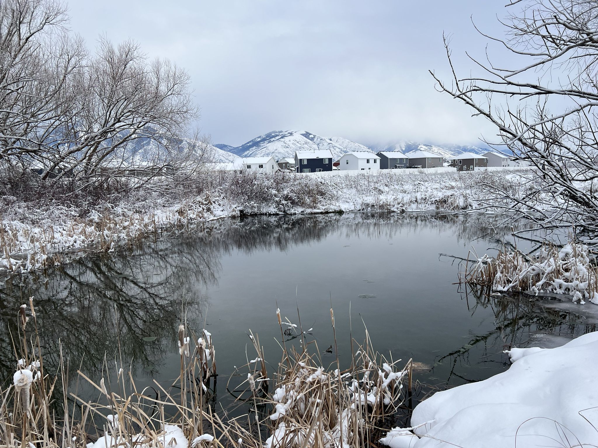 A winter pond surrounded by snow-covered reeds and bare trees under an overcast sky. - Logan River Trail