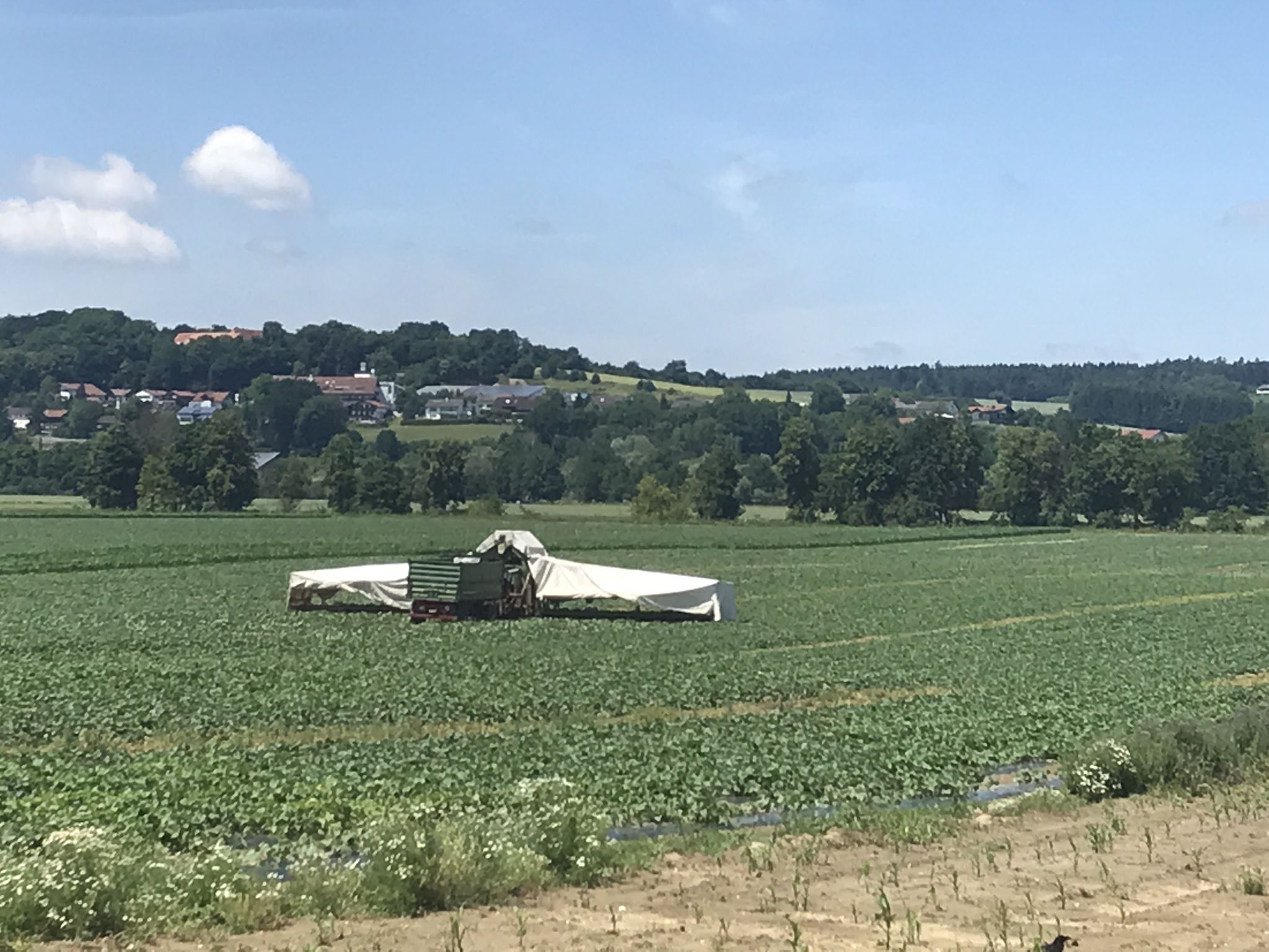 Gurkenflieger