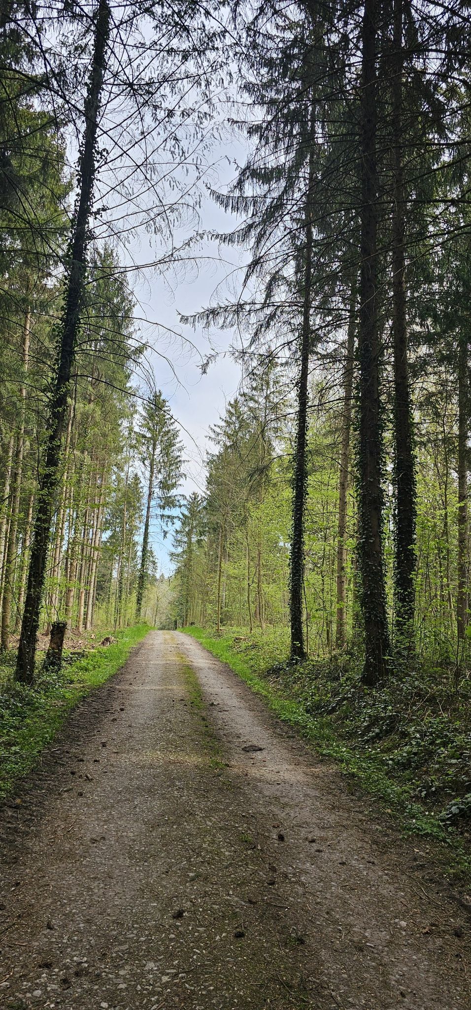 Les sous-bois au printemps... j'adore !