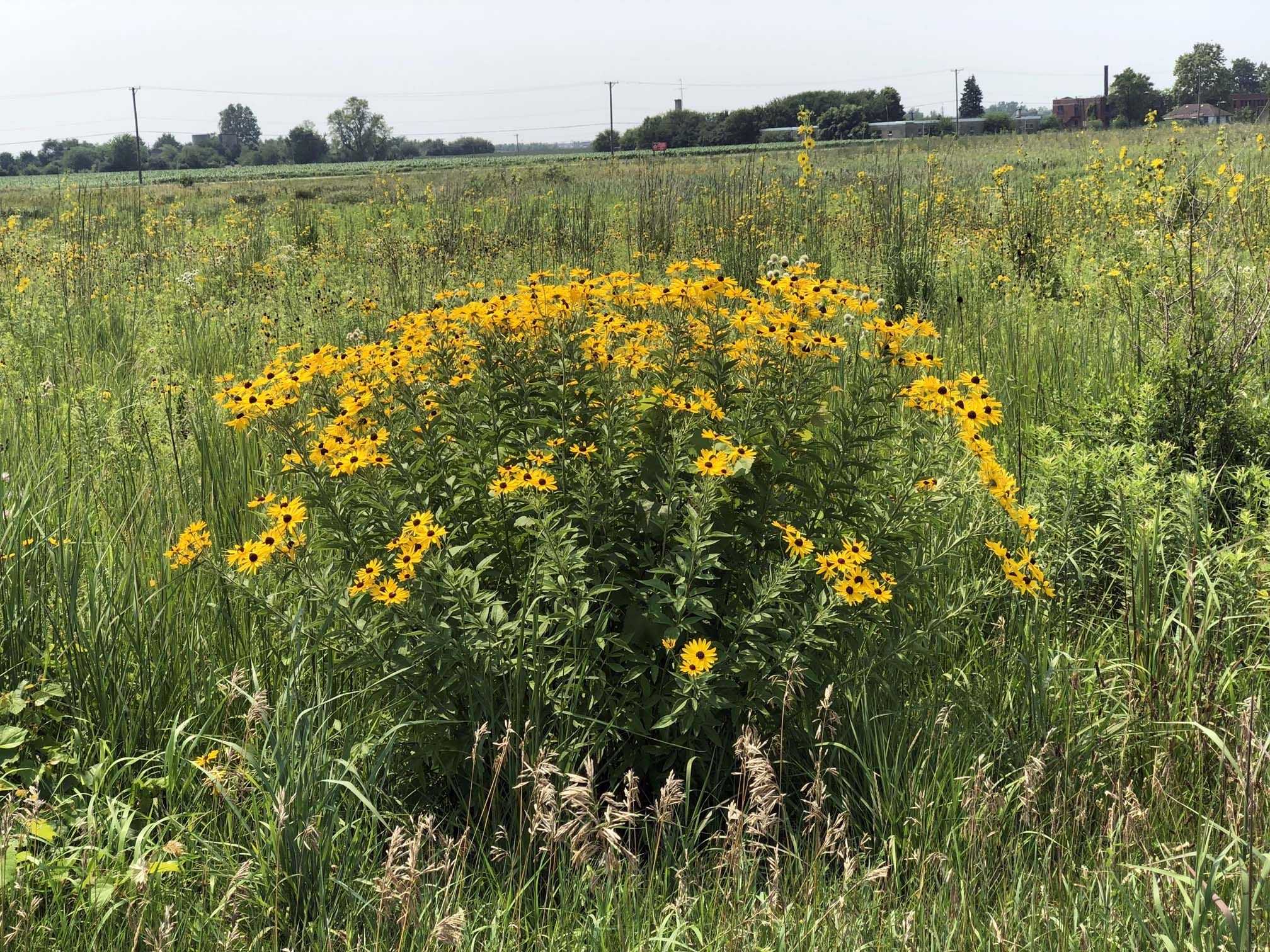 Bright yellow wildflowers blooming in a sunny, tall grassy field. - Prairie Bluff Preserve Trail
