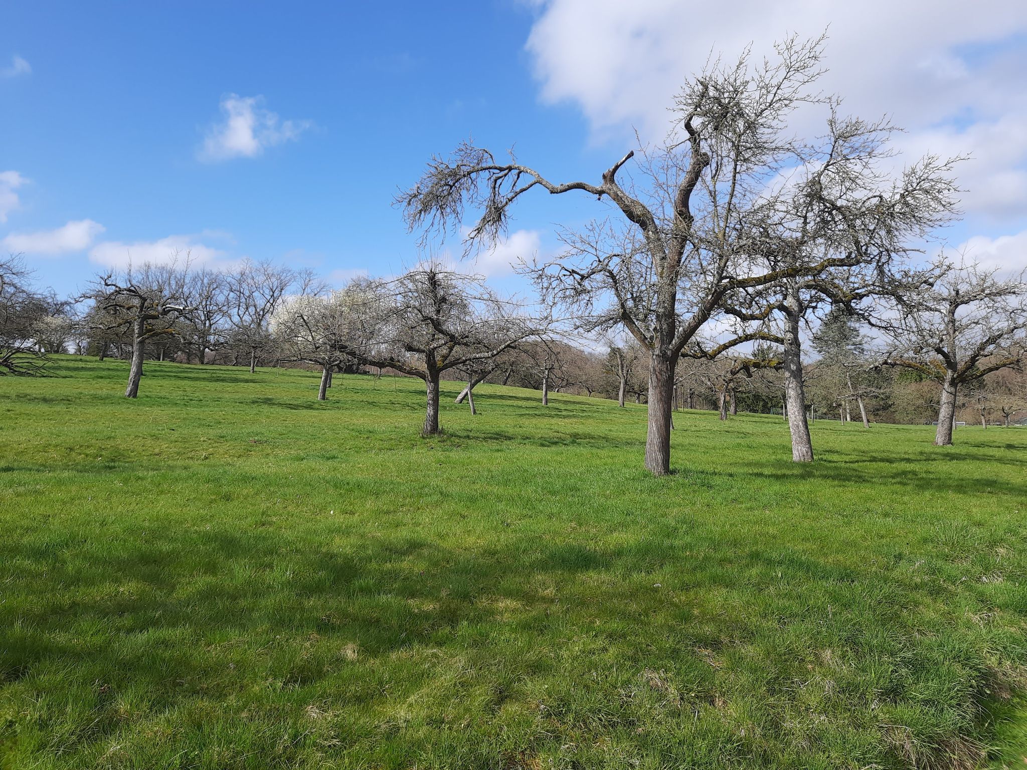 Streuobstwiese bei Annerod