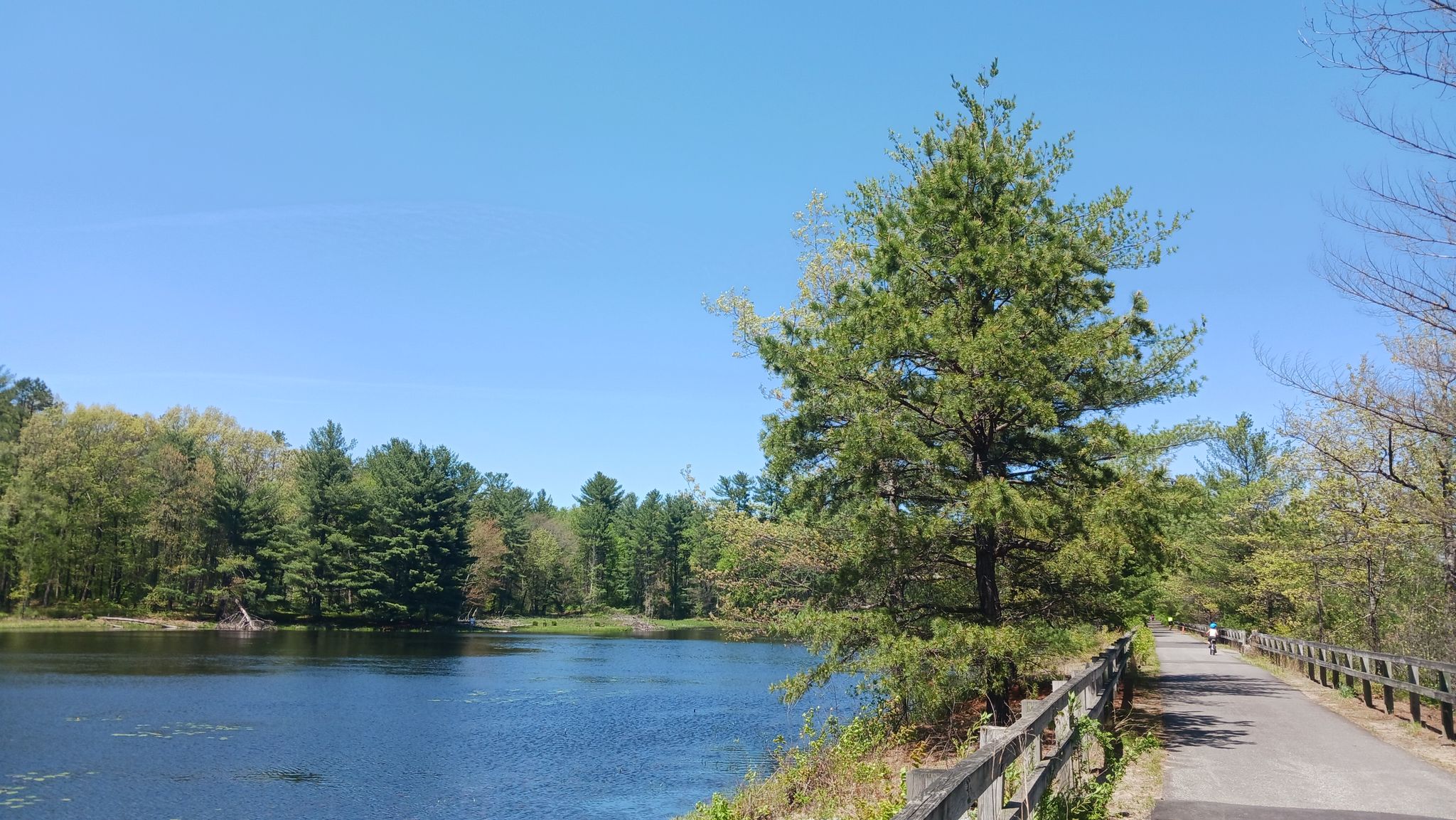 Paved path beside a lake, with pine trees and distant people on a sunny day. - Nashua River Trailhead – Nashua River Rail Trail loop from Ayer