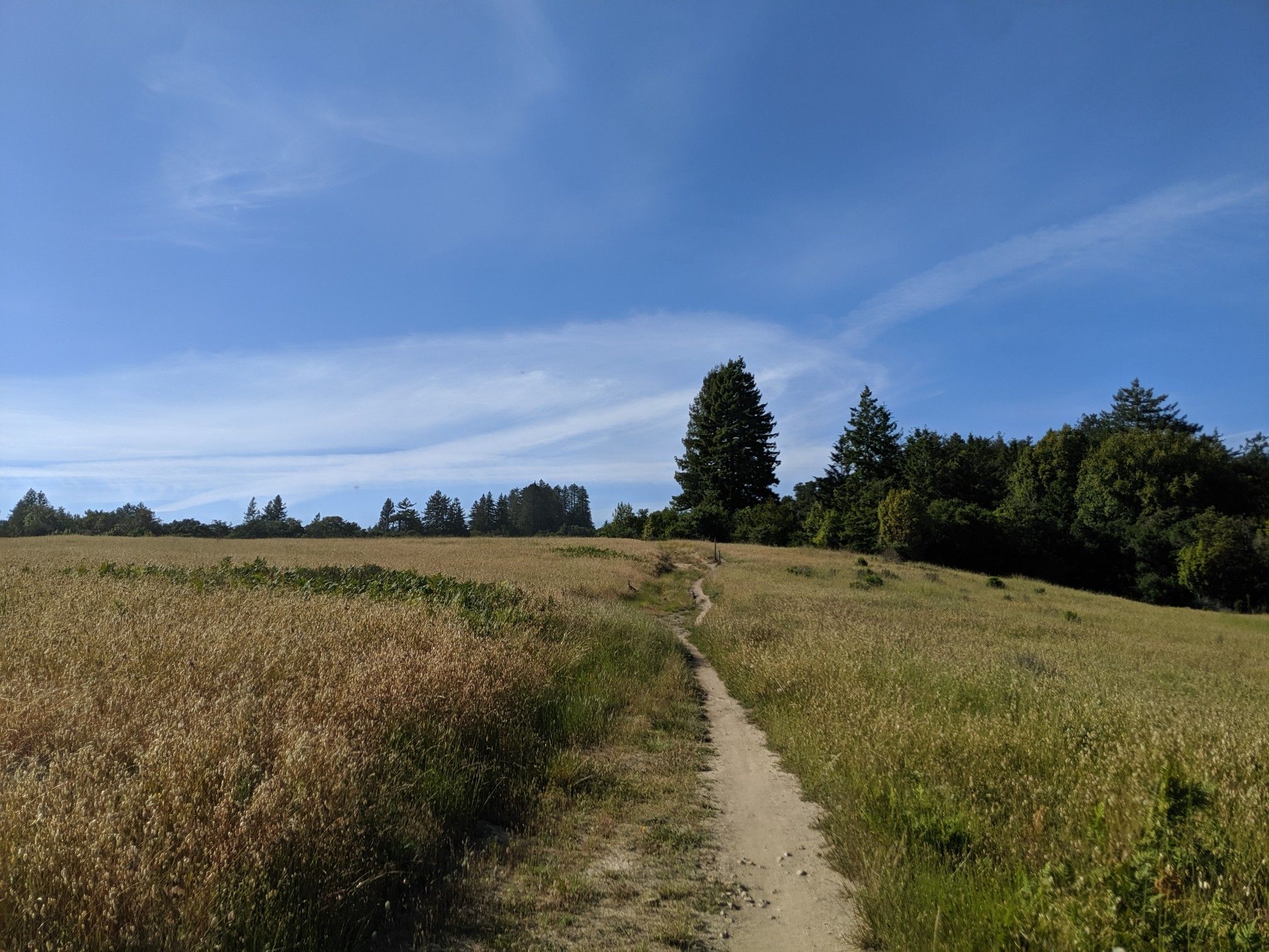Narrow dirt path through a golden grassy field under a bright blue sky. - Eucalyptus Loop – Twin Oaks Trail loop from Wilder Dairy Cultural Preserve