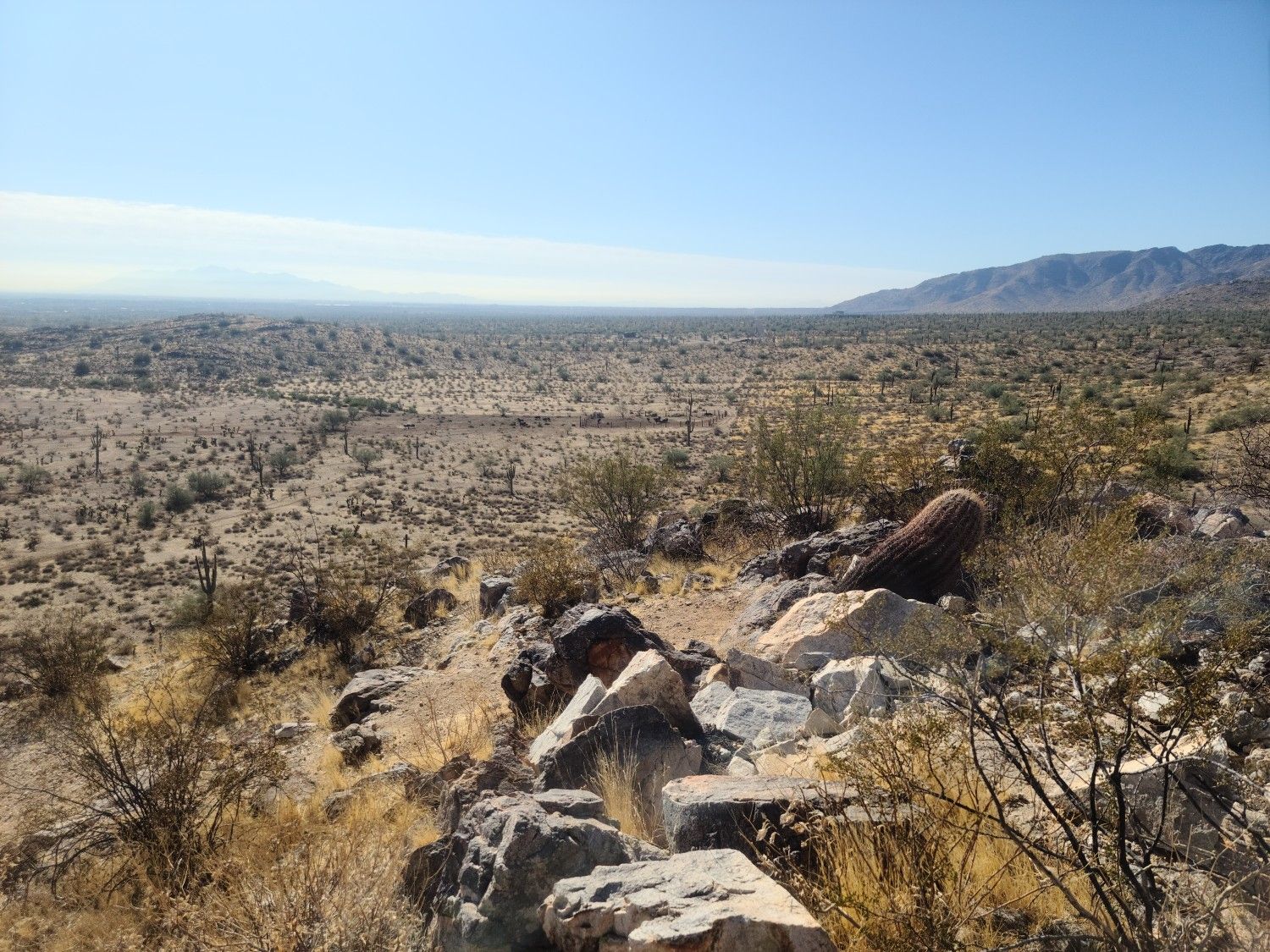 A vast, sunny desert landscape with cacti, rocks, and distant mountains. - White Tank Campground – Mesquite Canyon Trail loop from White Tank Library