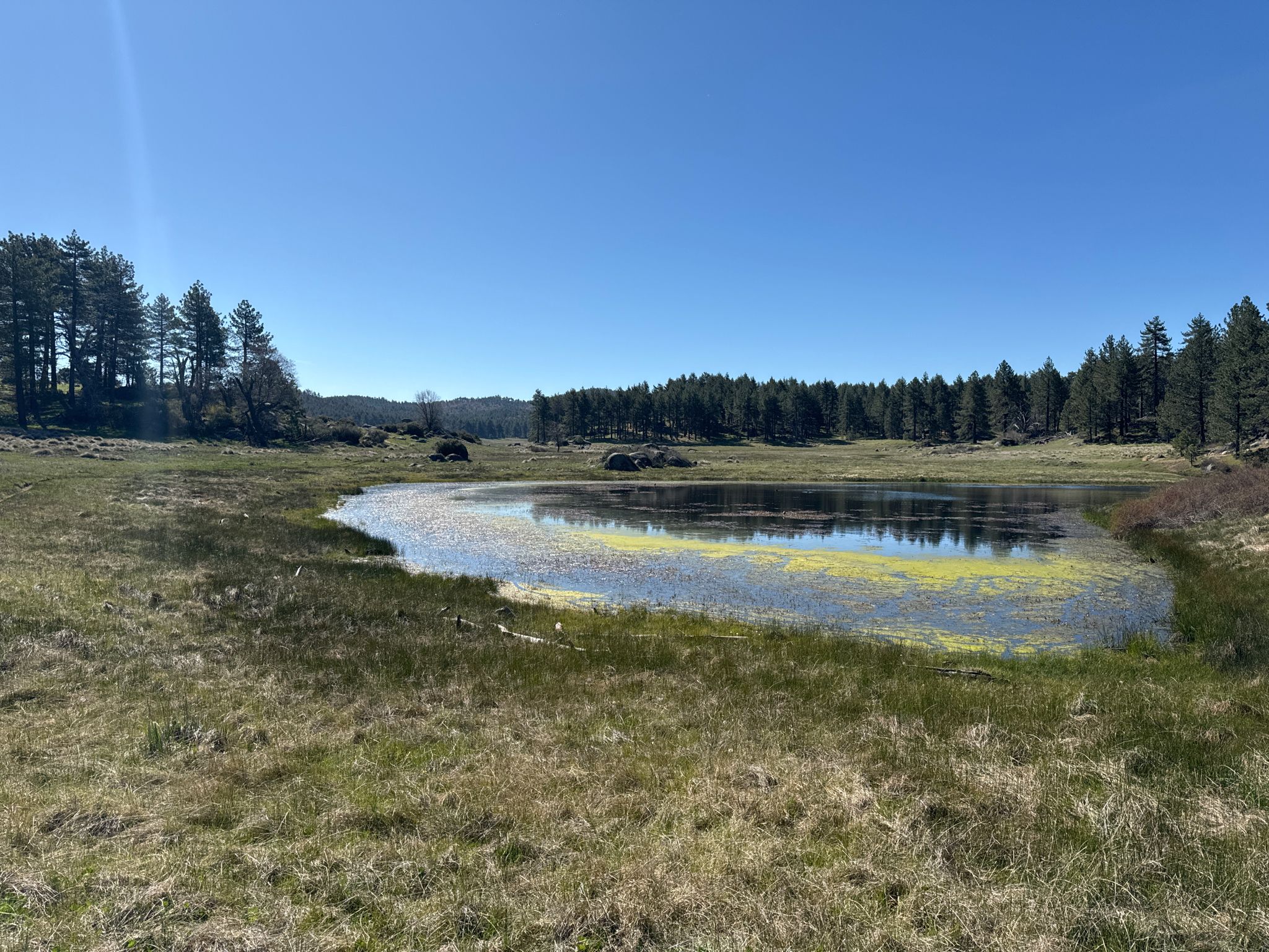A sunny landscape with a small pond, green grass, and distant pine trees. - Noble Canyon and Big Laguna Trail Loop